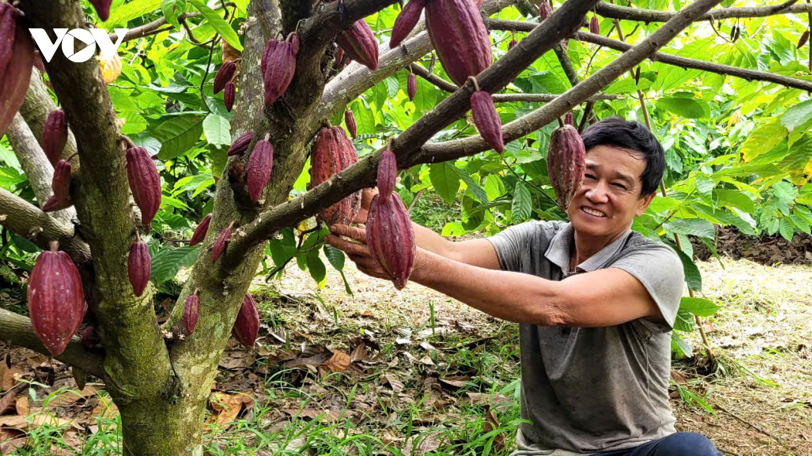Xuất khẩu trái ca cao tăng mạnh, nhà vườn lãi cao