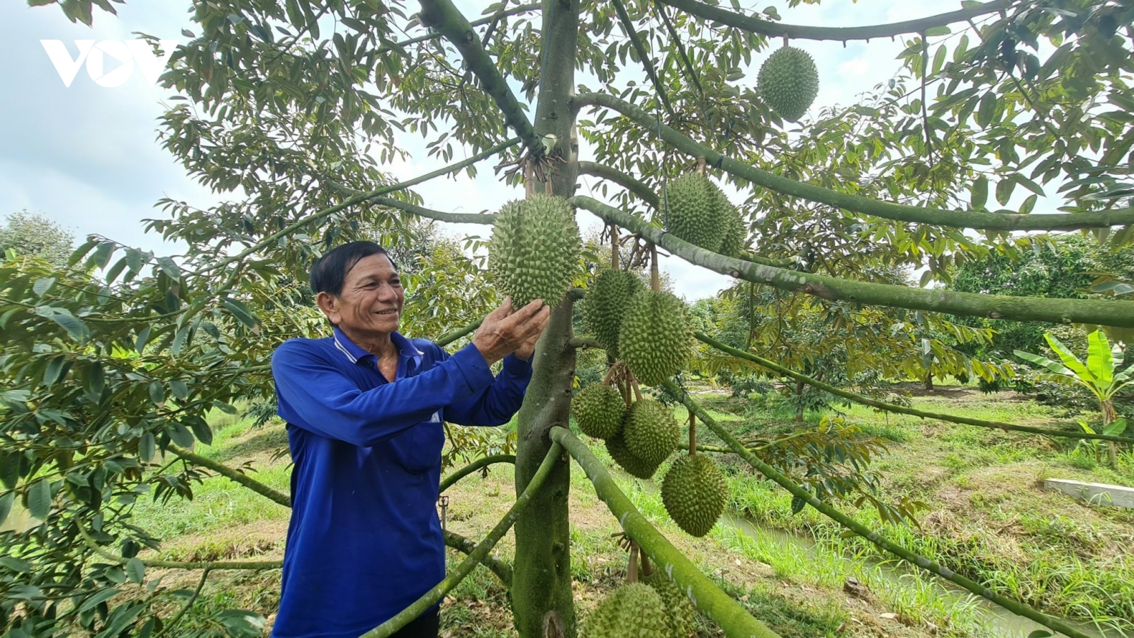 Cần Thơ bàn giải pháp phát triển ngành hàng sầu riêng đạt chất lượng xuất khẩu