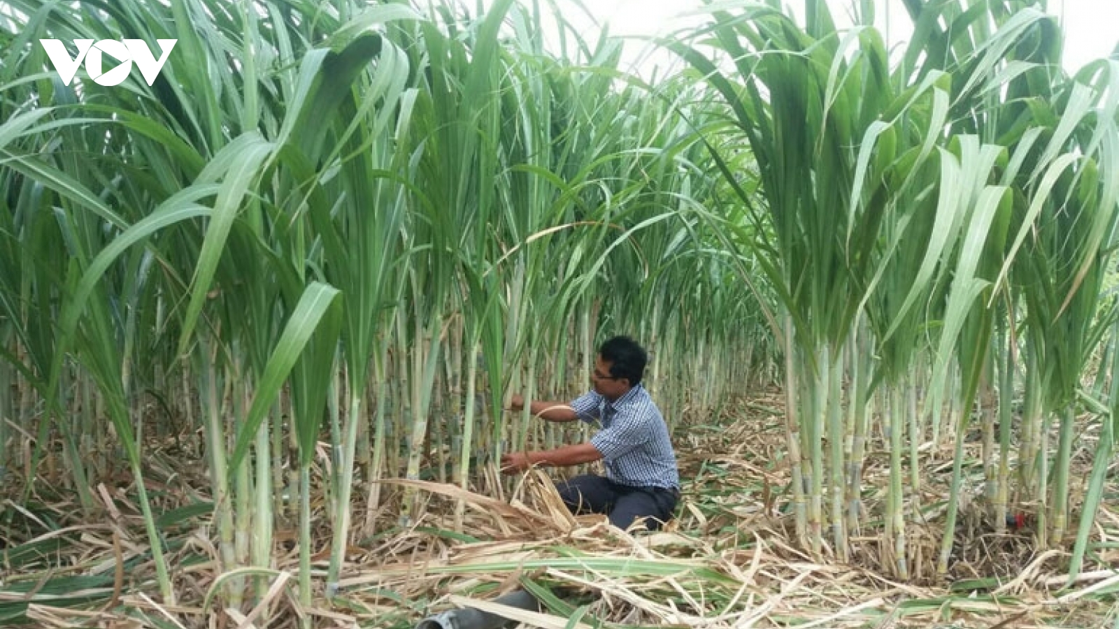 Những buôn làng hân hoan về chung “ngôi nhà lớn”