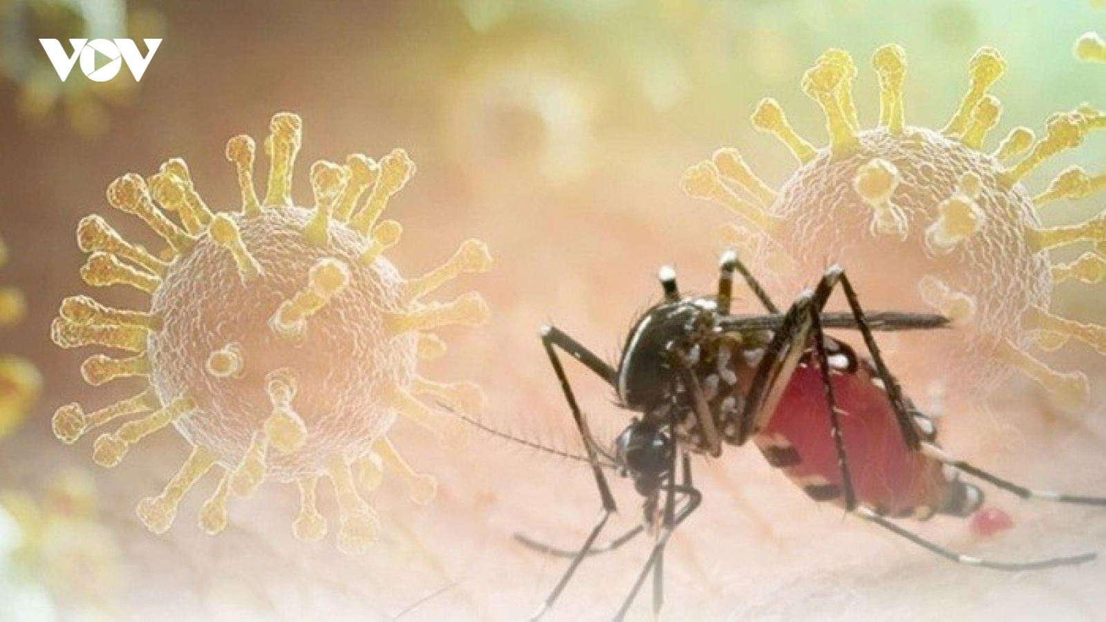 Chikungunya có thể gây biến chứng nghiêm trọng, ai dễ gặp nguy hiểm nhất?