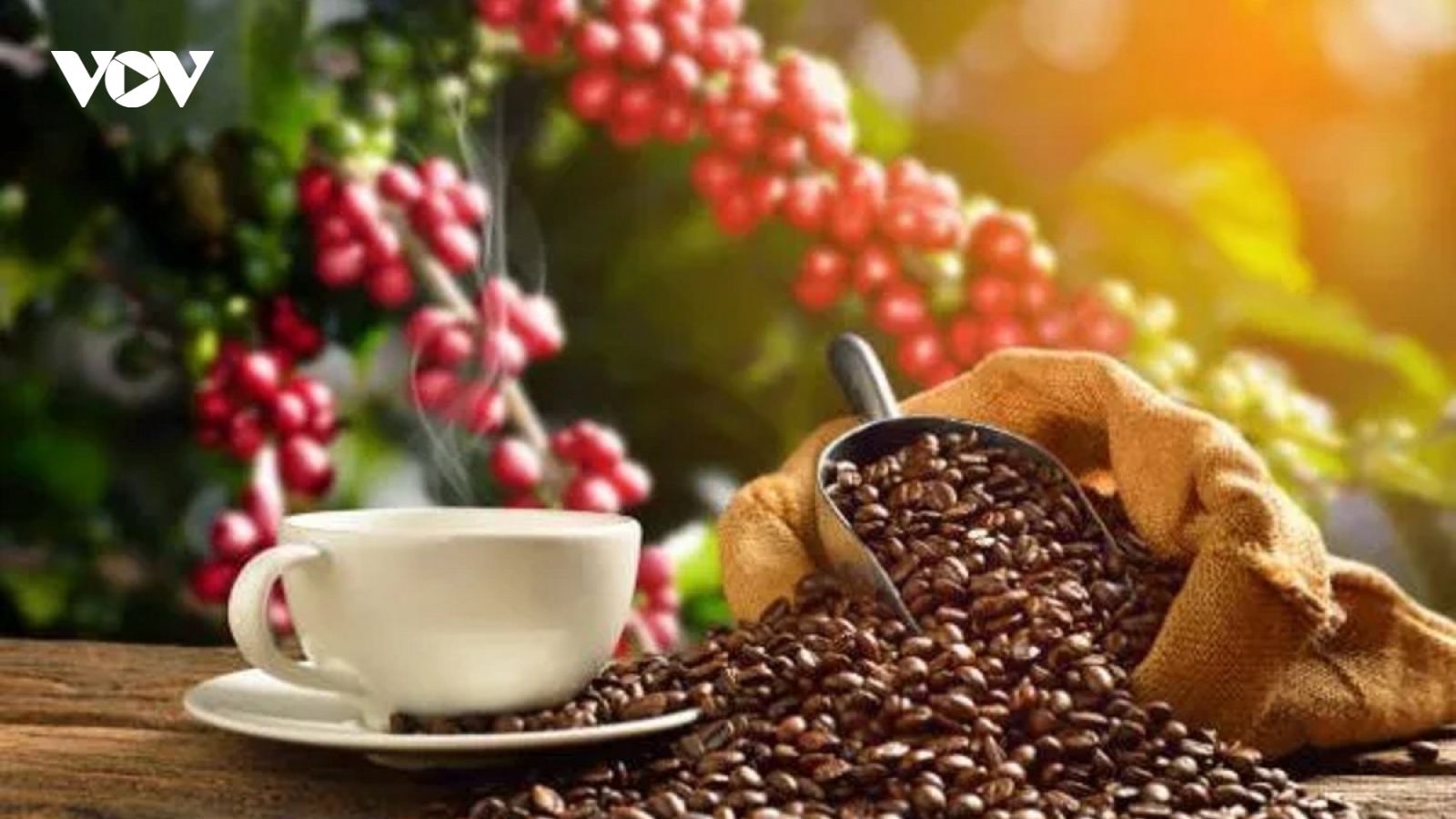 Giá cà phê hôm nay 4/8: Robusta và Arabica duy trì mạch giảm