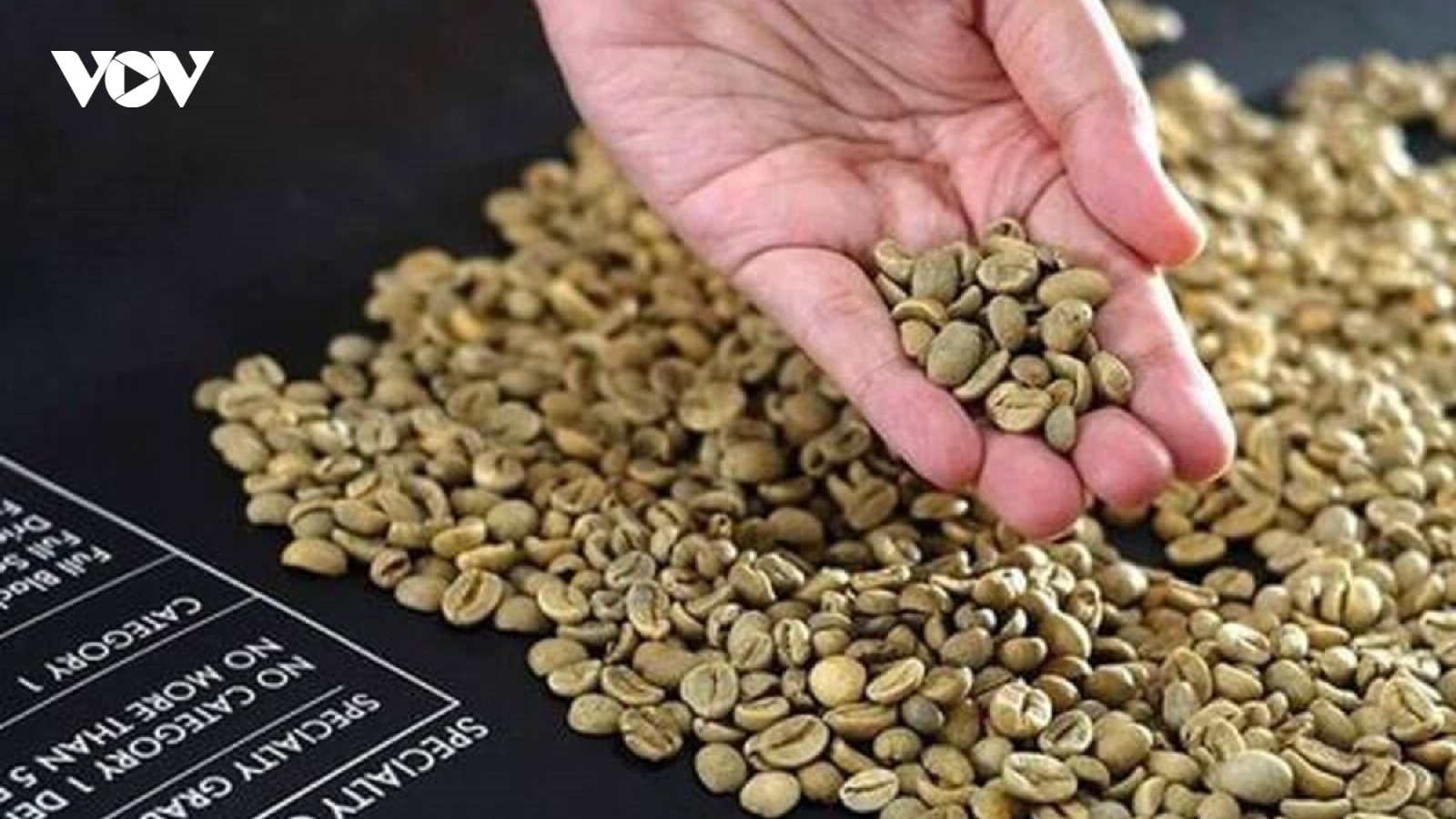 Giá cà phê hôm nay 18/8: Cà phê trong nước tăng, trung bình 117.300 đồng/kg