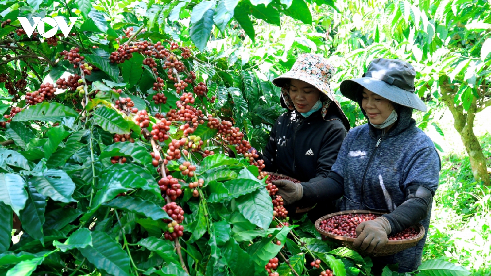 Giá cà phê hôm nay 27/12: Cà phê trong nước giảm, giá bán cao nhất 96.800 đồng/kg