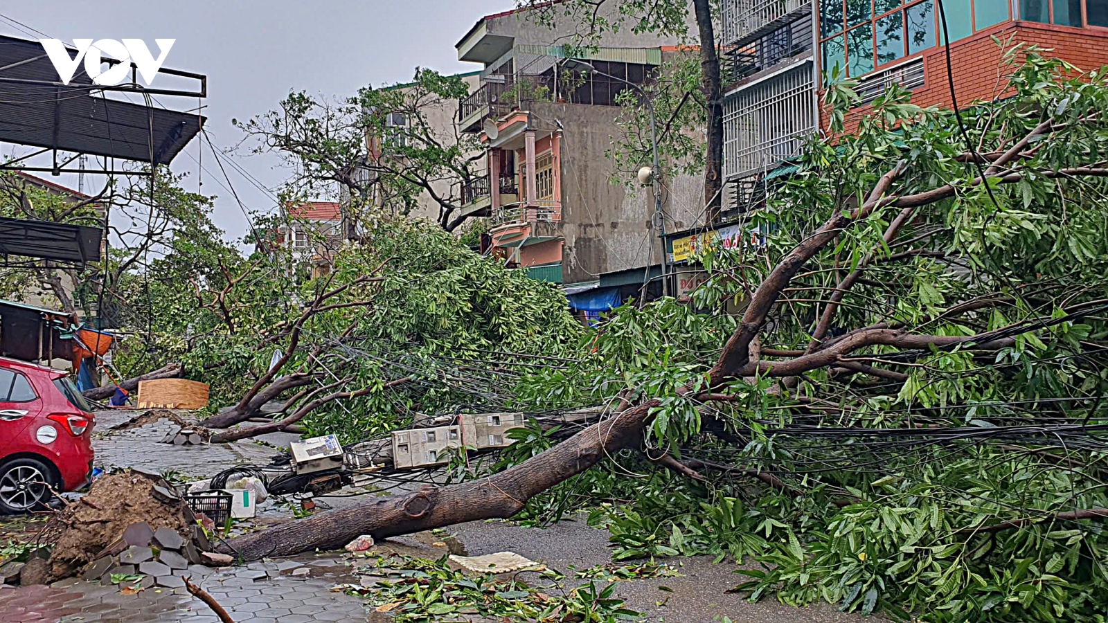 Vì sao không cắt, tỉa cành cây trước khi bão số 5 đổ bộ vào thành phố Vinh cũ?
