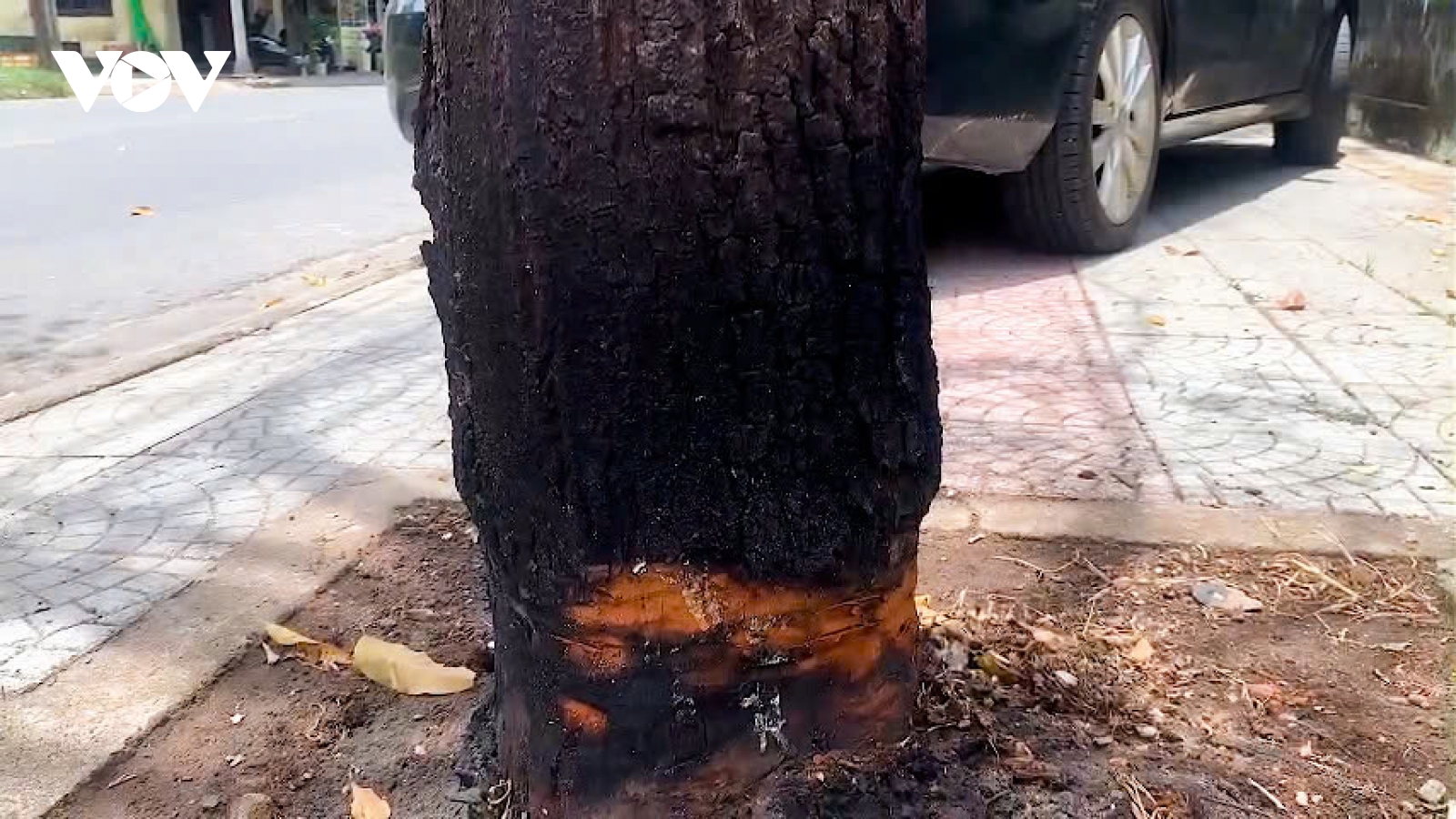 Nhiều cây sao đen trên đường phố Đông Hà, Quảng Trị bị chặt, đẽo quanh gốc