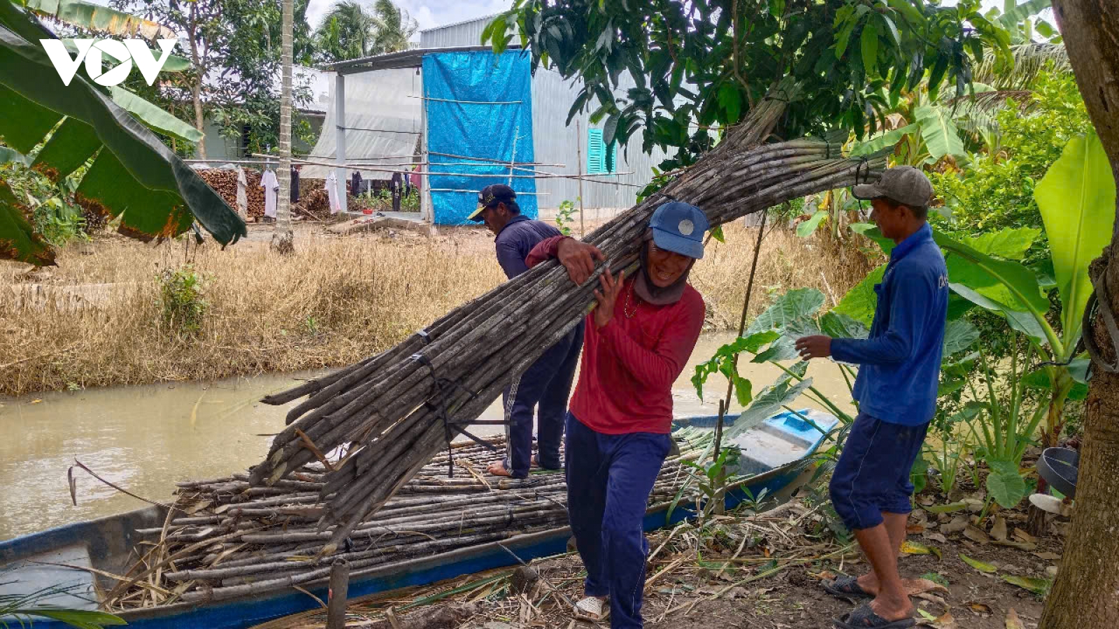 Vì sao nông dân Cần Thơ thích trồng mía bán chục?