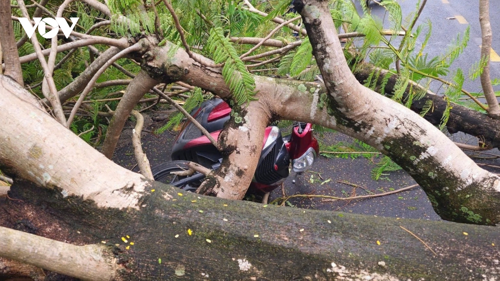 Cây phượng bật gốc đè 2 xe máy, 4 người thoát nạn trong gang tấc