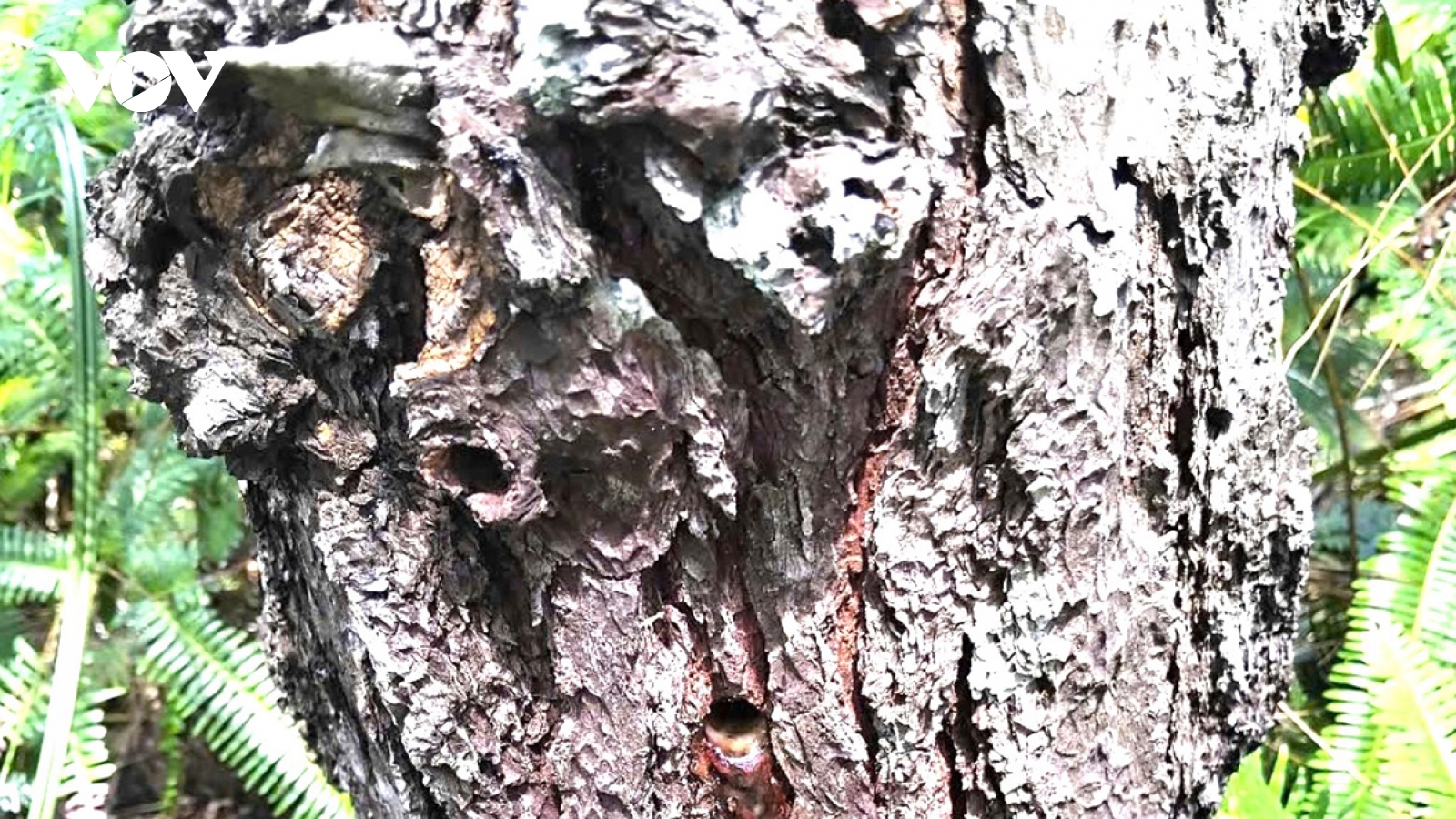 Huế: Phát hiện 120 cây thông phòng hộ hơn 30 năm tuổi bị khoan lỗ, đổ hoá chất