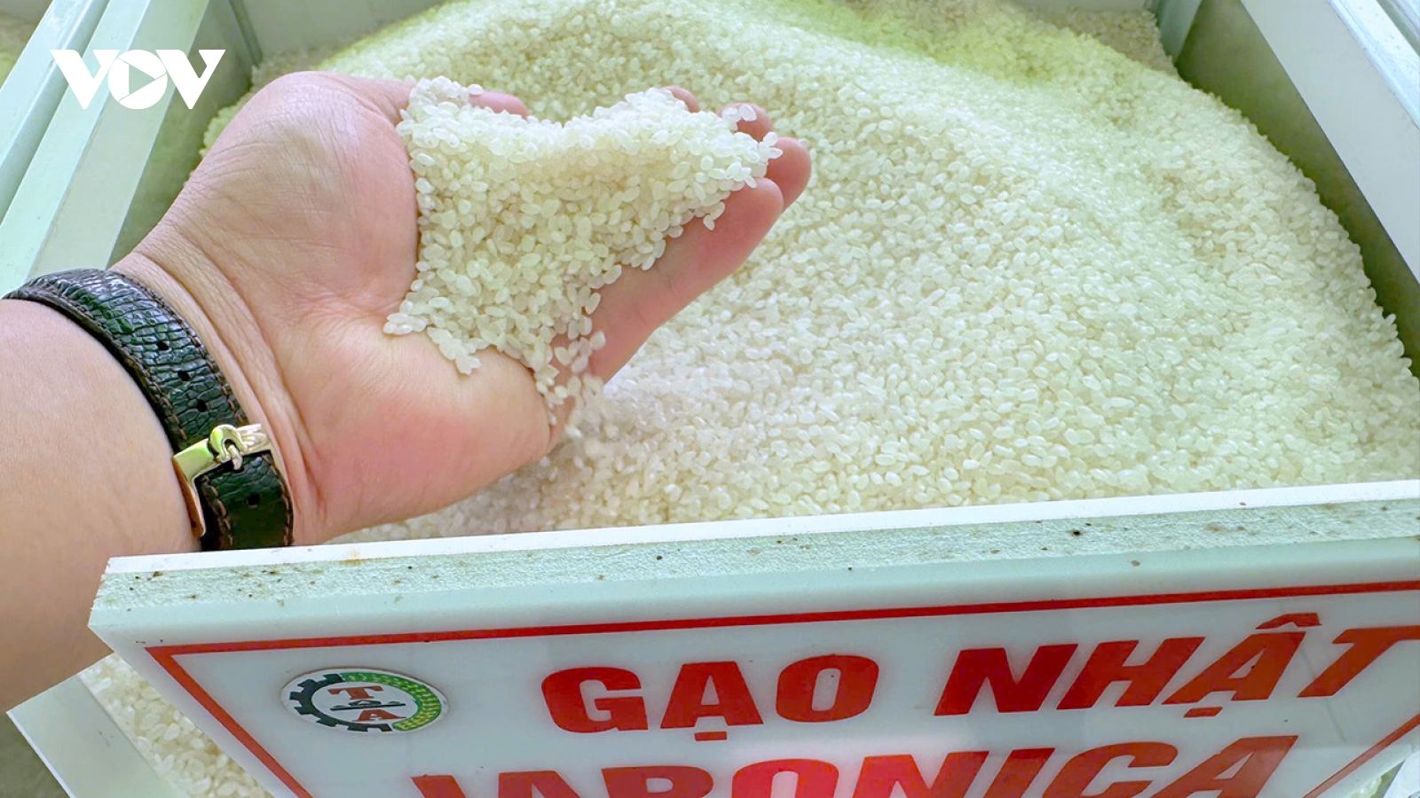 Cần Thơ đứng thứ hai ở ĐBSCL về sản lượng lúa