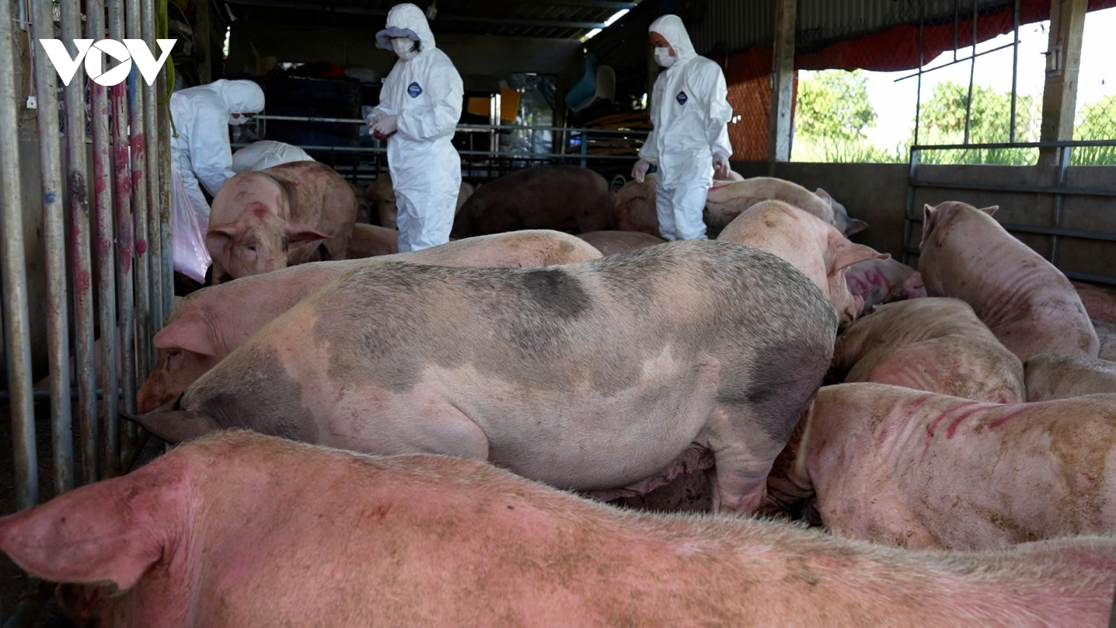 Trong 3 ngày, Quảng Ngãi tiêu hủy gần 3000 con lợn do dịch bệnh