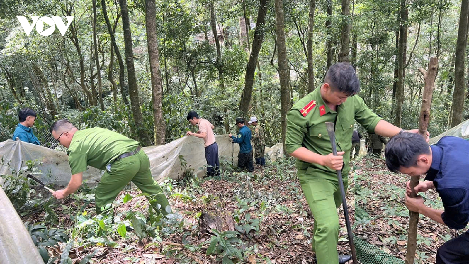 Giúp nhân dân xã Măng Ri khôi phục vườn sâm Ngọc Linh bị ngã đổ