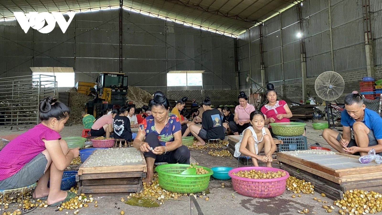 Nông dân Sông Mã chế biến long nhãn, giảm áp lực tiêu thụ quả tươi
