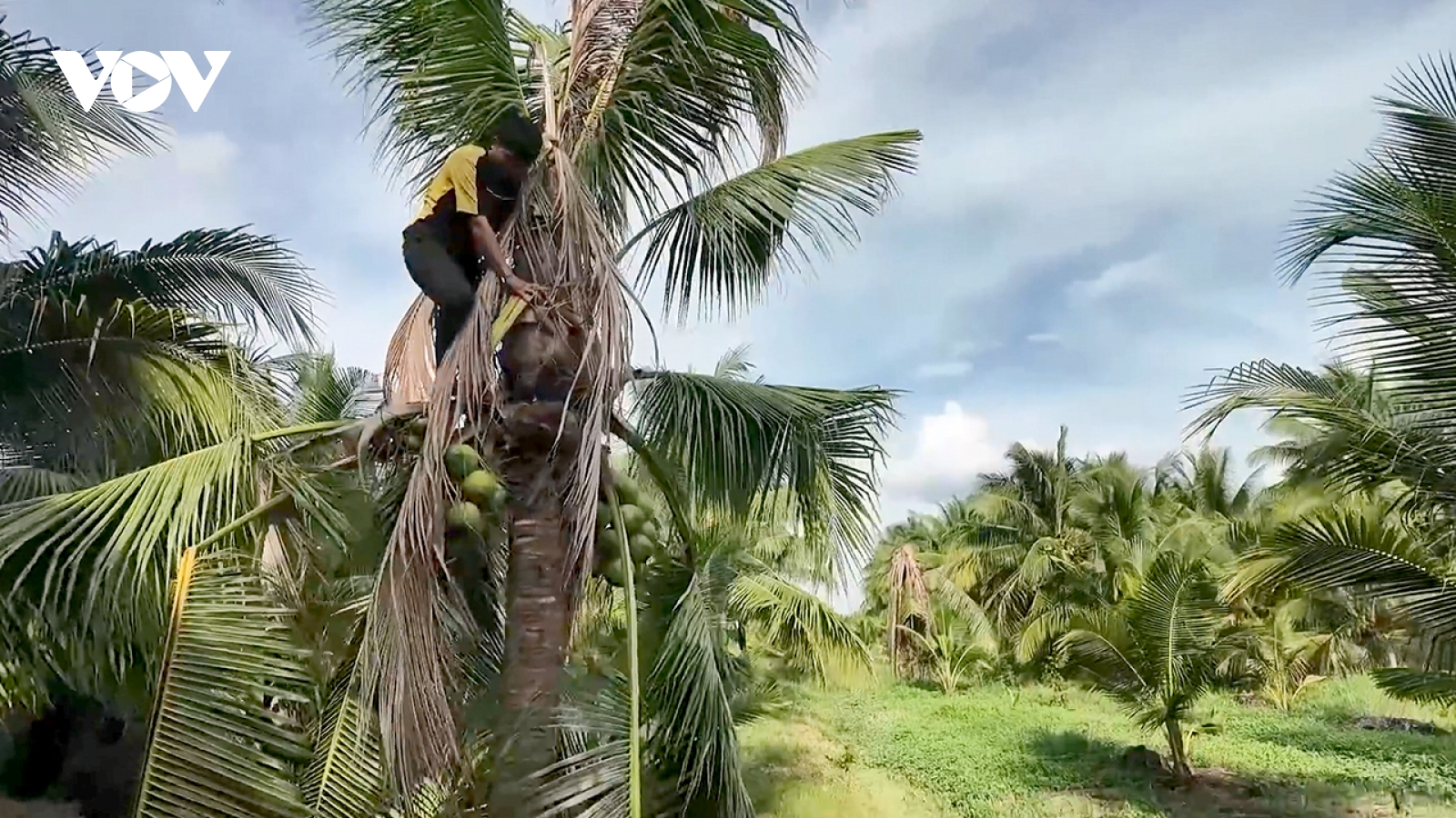 Vĩnh Long tăng cường kiểm soát, nghiêm cấm nhân nuôi và phát tán đuông dừa