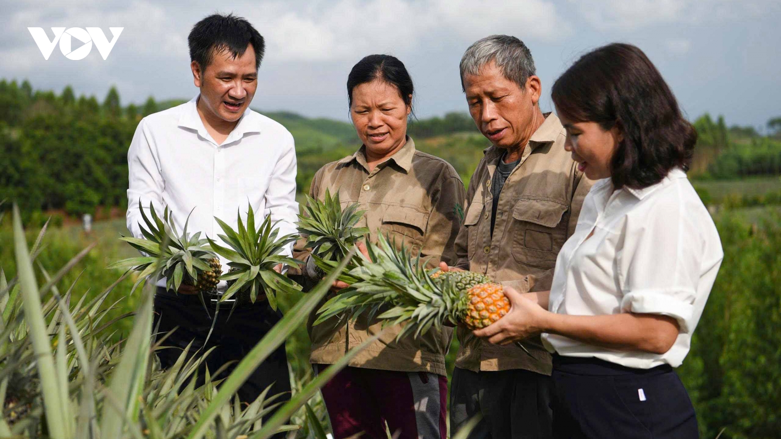 Dứa trái vụ cho hiệu quả kinh tế cao