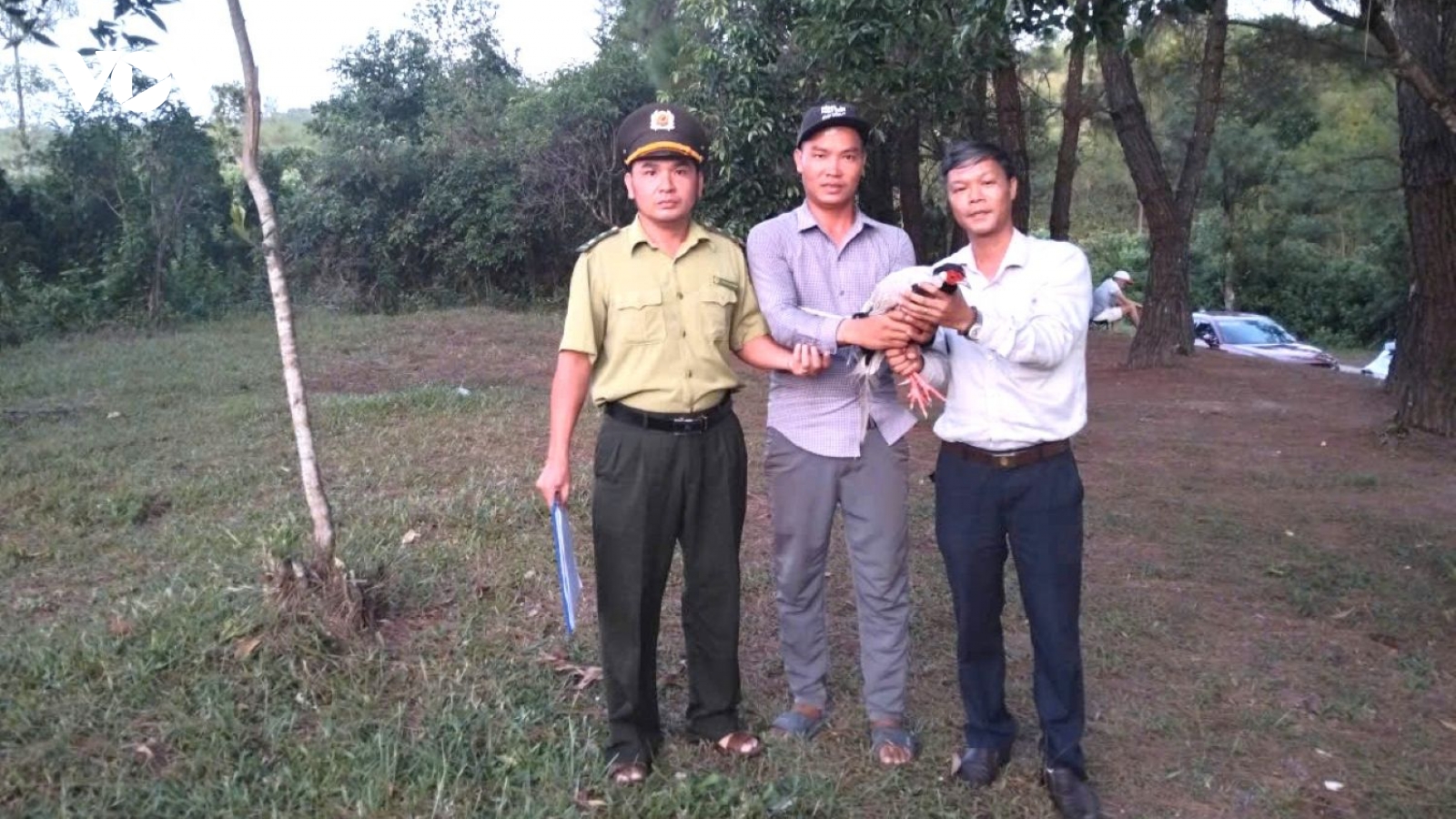 Gà lôi trắng bay vào quán nước, người dân giao nộp cho cơ quan chức năng