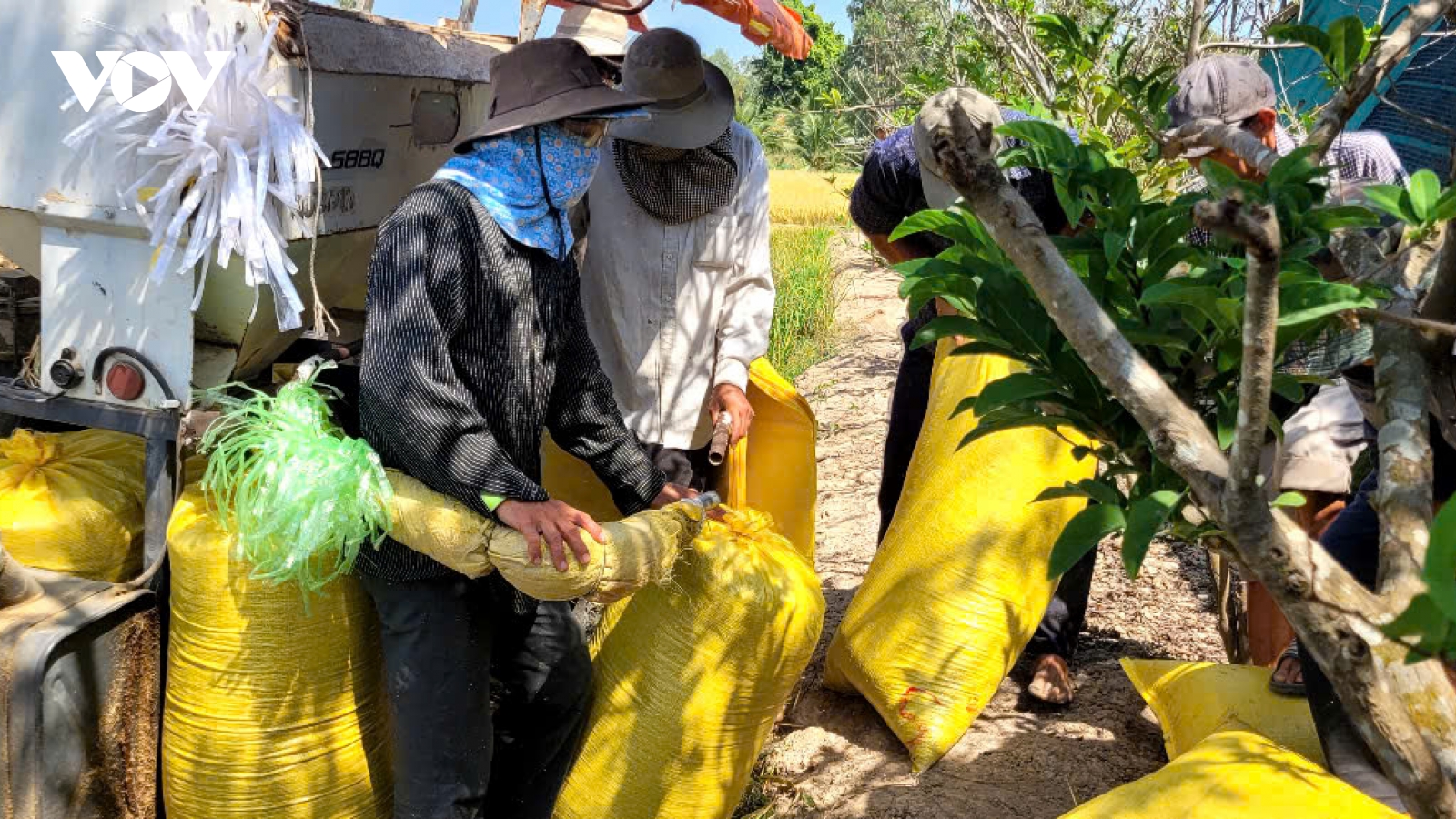 Giá lúa cuối vụ Hè thu lao dốc, nông dân Đồng Tháp khốn khó