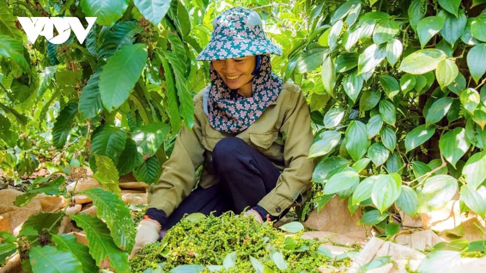 Spice exports aim for US$2 billion amid rising global demand