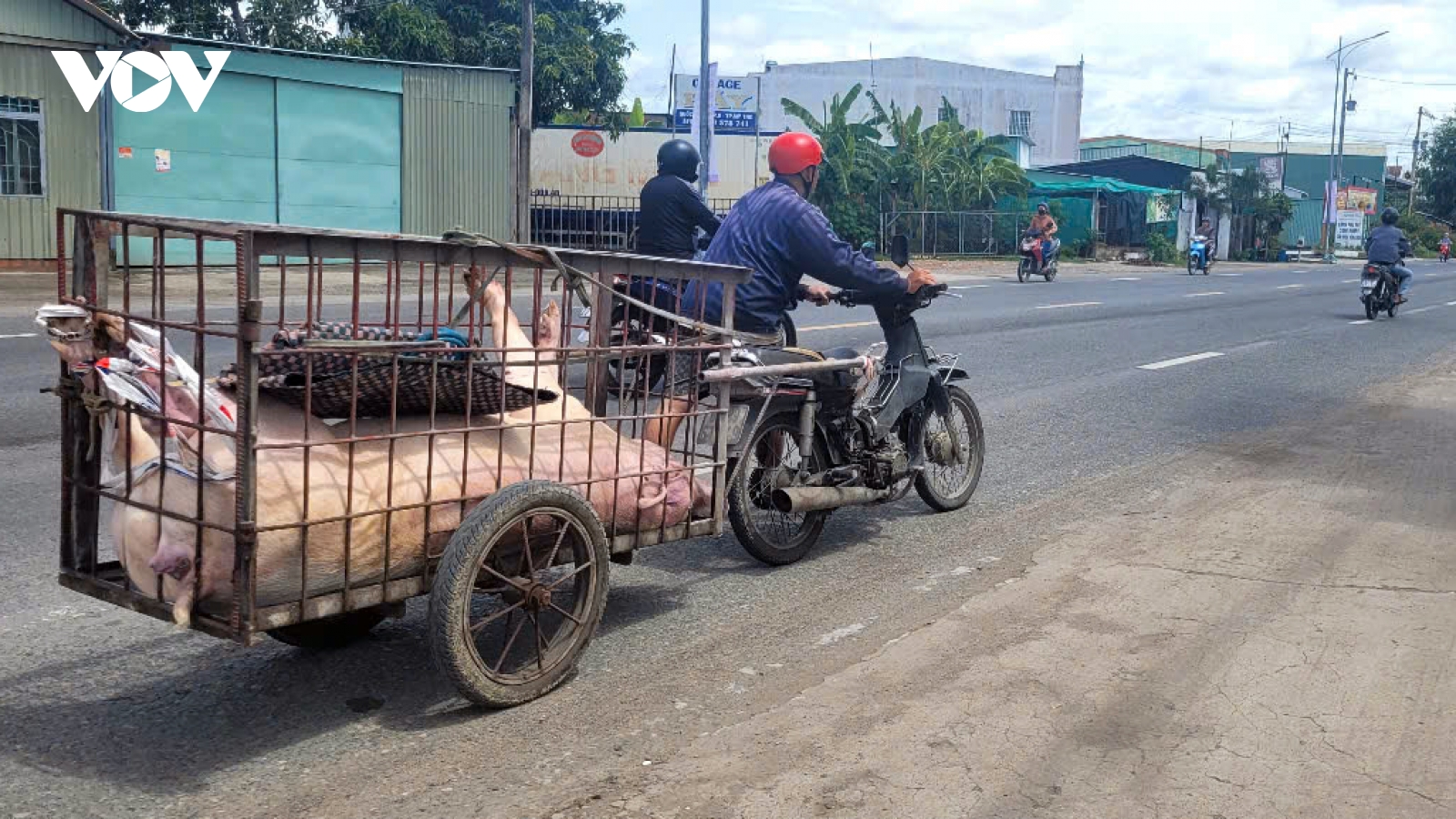 Giá heo ở Đồng Tháp giảm mạnh do dịch bệnh khiến người nuôi thất thu