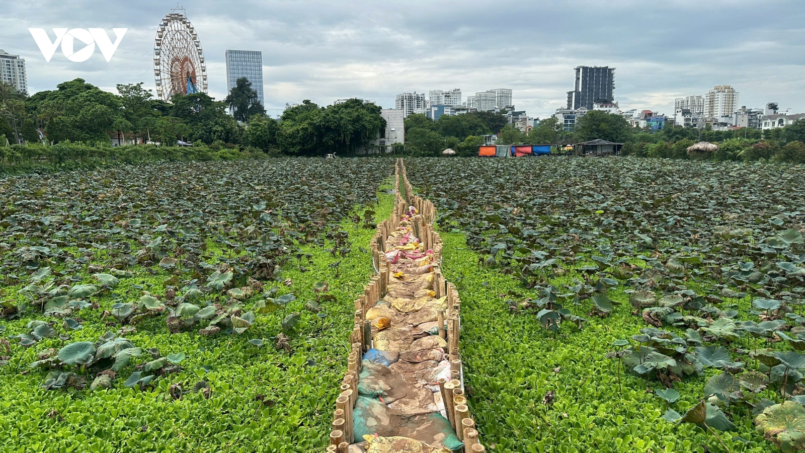Đóng cọc, dựng bờ, gấp rút cải tạo Hồ Sen thành bể lắng bổ cập nước cho Hồ Tây