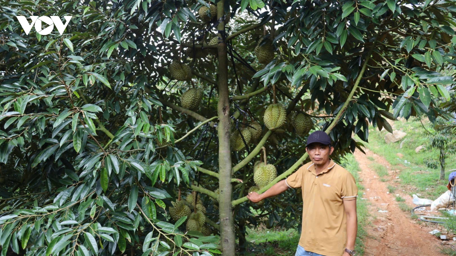 Để nông sản miền núi Khánh Hòa thoát khỏi lối mòn tự phát