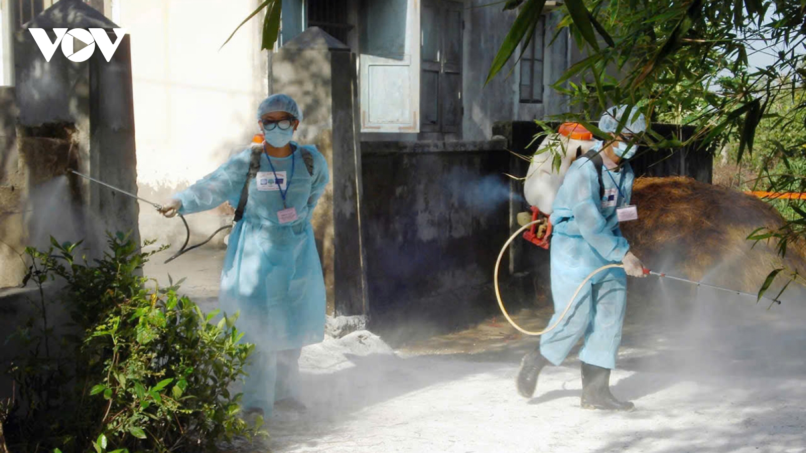 Huế: Số ca mắc bệnh liên cầu lợn giảm sau giai đoạn bùng phát