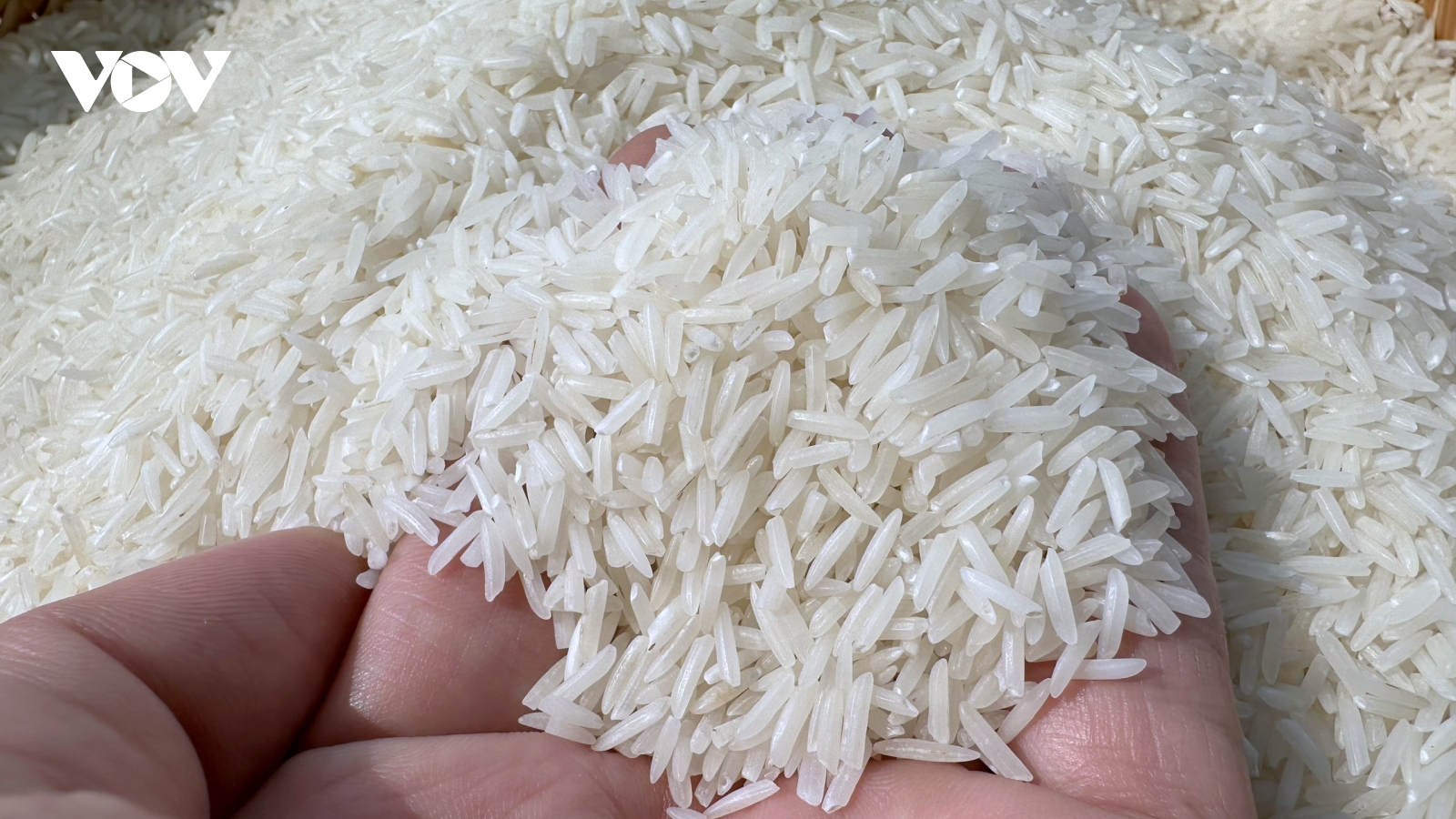 Chủ động đa dạng thị trường, xây dựng lợi thế cạnh tranh từ thương hiệu gạo Việt