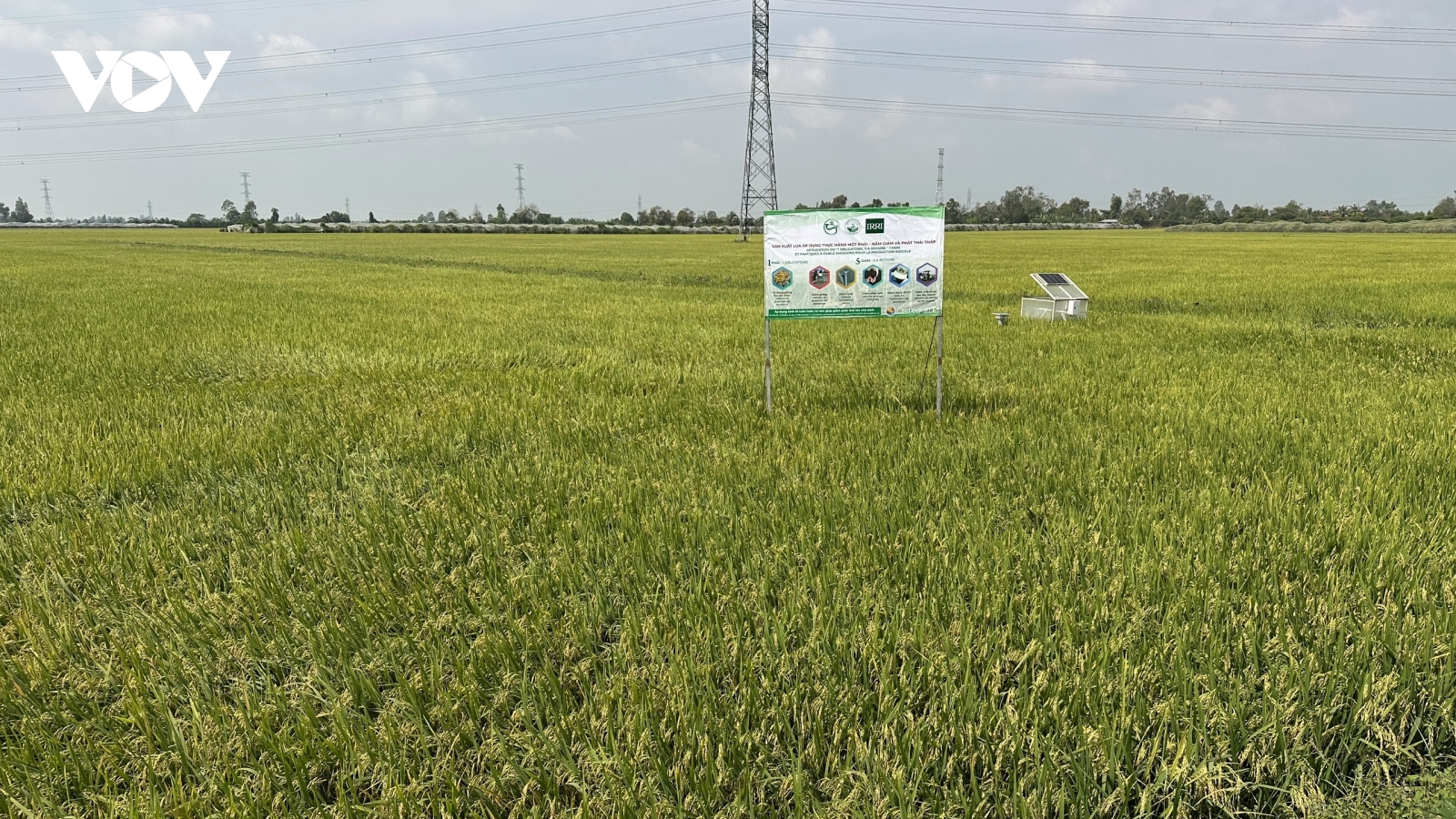 Nông nghiệp tuần hoàn – gia tăng giá trị cho ngành hàng lúa gạo