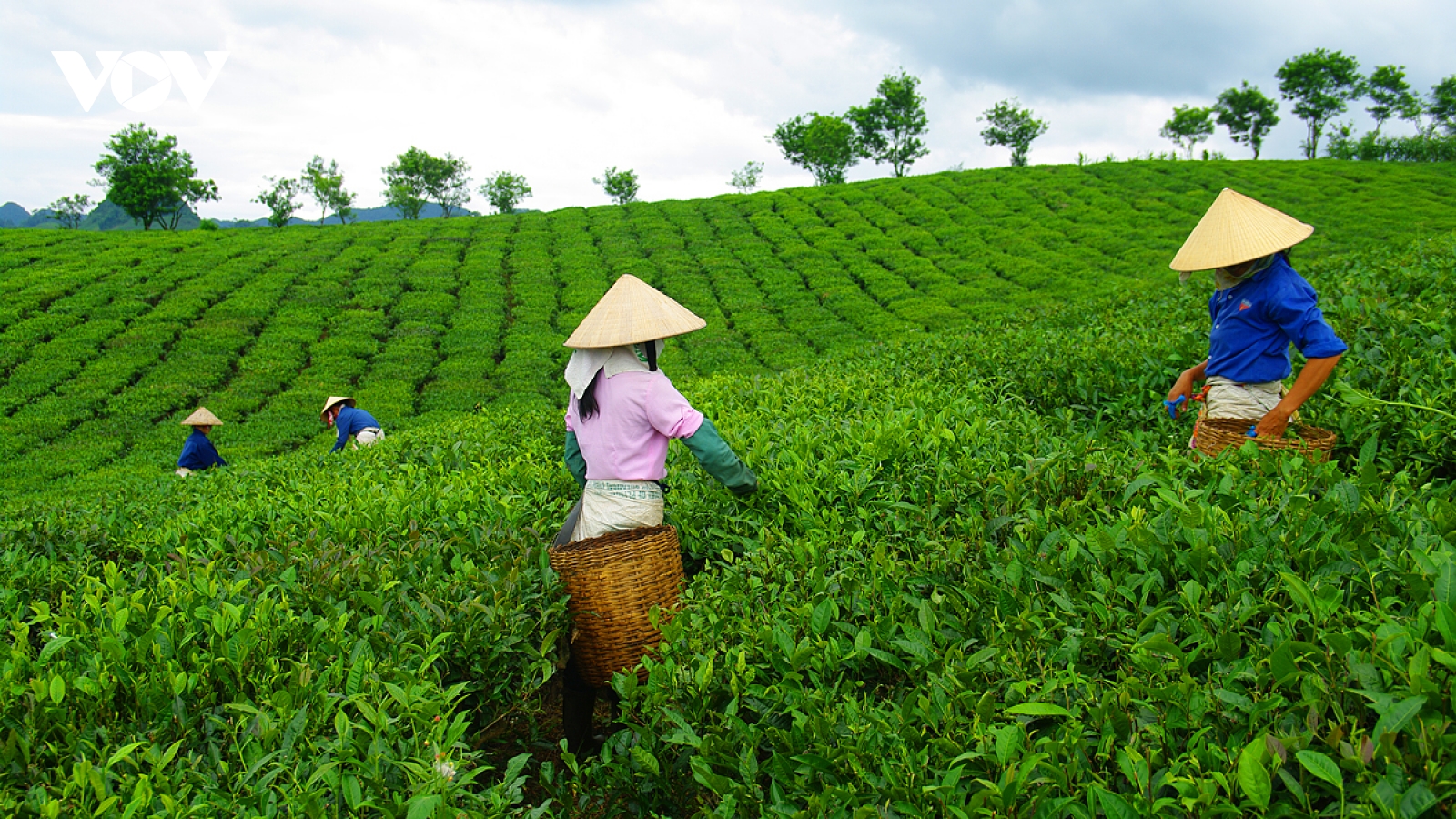 Khám phá bức tranh cuộc sống bình dị, nên thơ của đồi chè Mộc Châu
