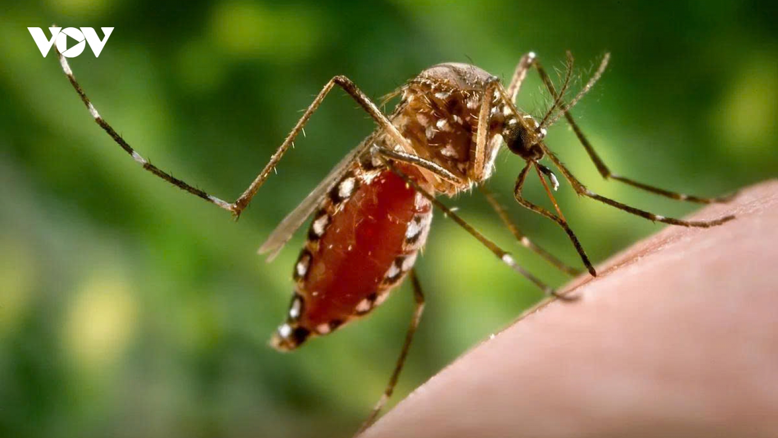 Điểm khác biệt giữa bệnh Chikungunya và sốt xuất huyết Dengue