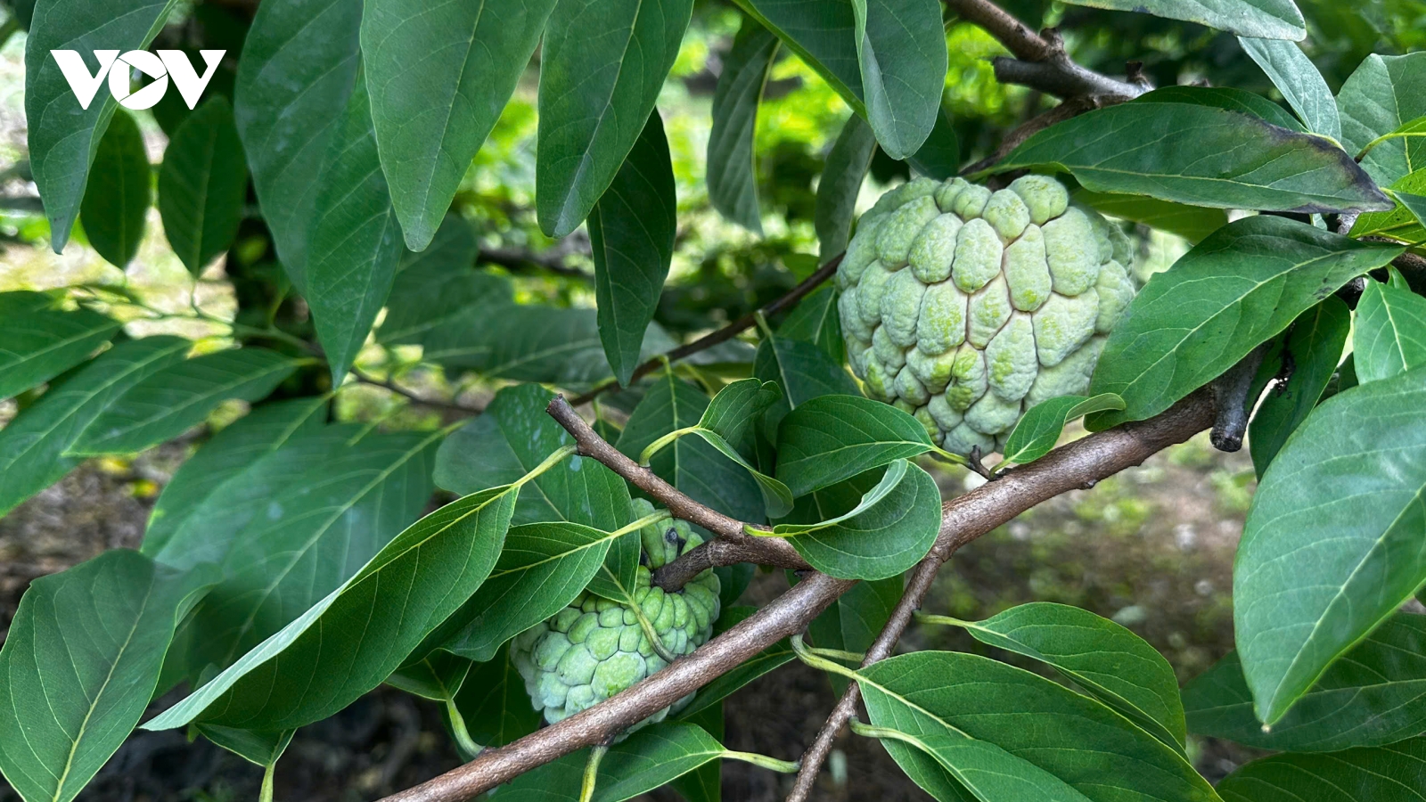 Na Chi Lăng được mùa được giá, nông dân Lạng Sơn phấn khởi