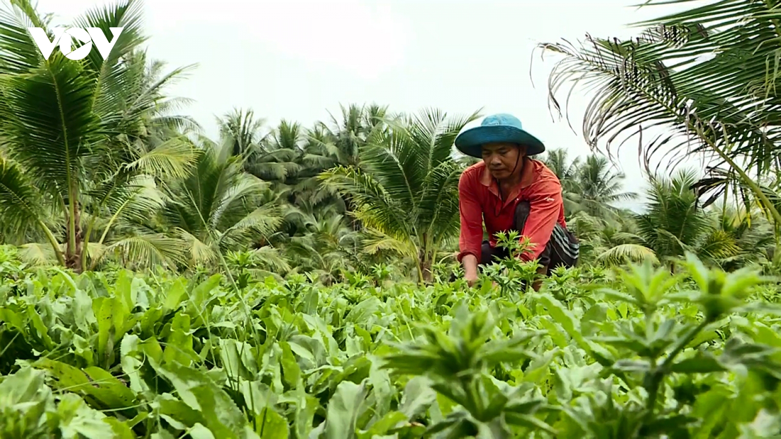 Hiệu quả từ mô hình trồng ngò gai (mùi tàu) dưới tán dừa