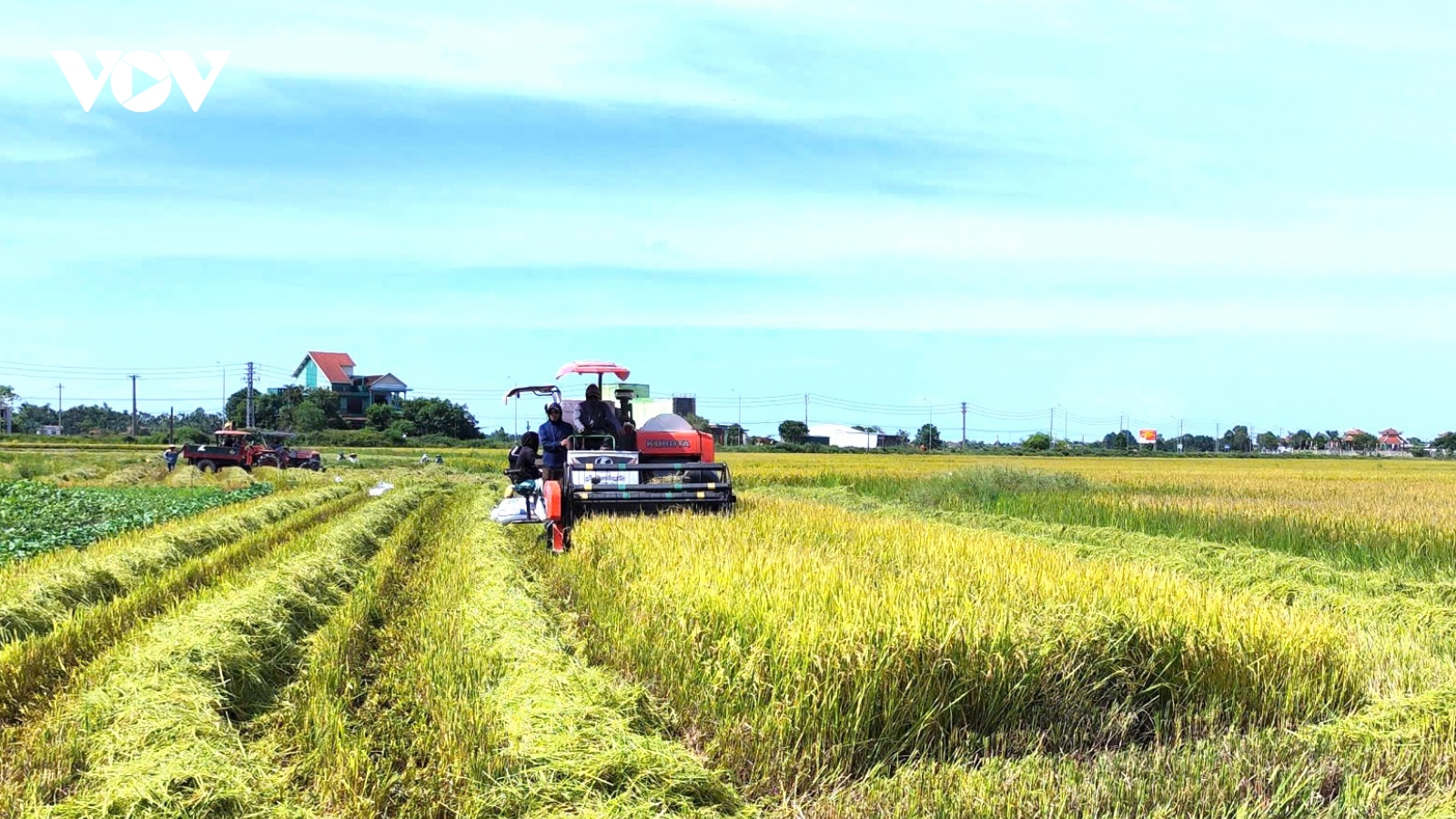 Huế: Tranh thủ lúa chín đến đâu gặt đến đó để tránh mưa do bão số 6