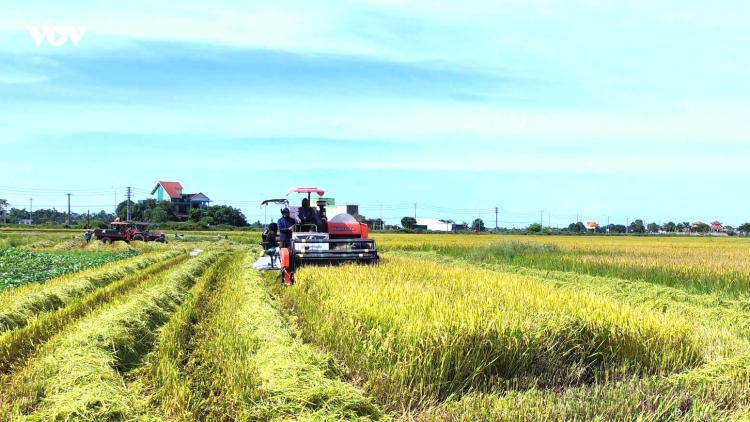 Huế: Tranh thủ lúa chín đến đâu gặt đến đó để tránh mưa do bão số 6