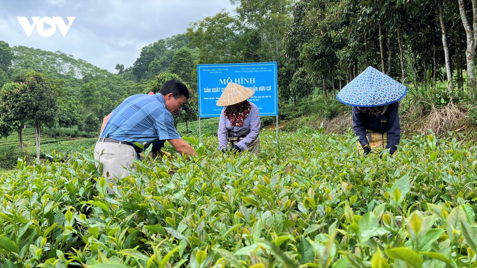 Từ “chè bẩn”... đến sản phẩm OCOP 4 sao