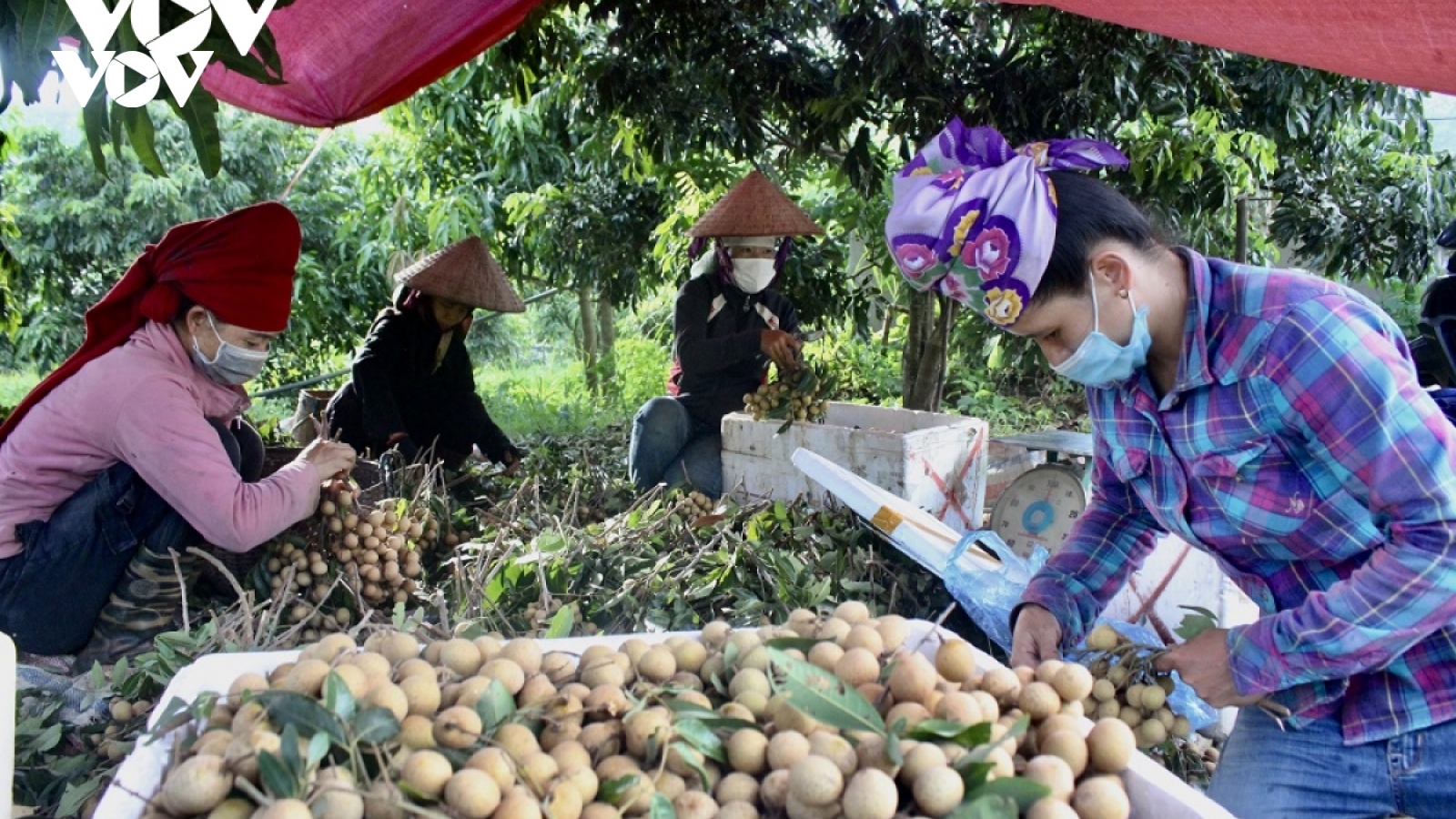 Sơn La tiêu thụ gần 300 nghìn tấn quả