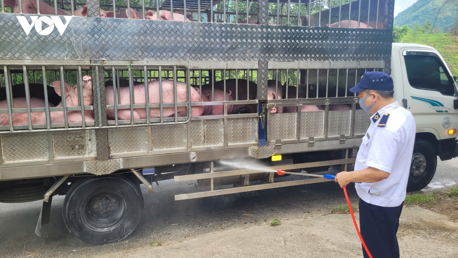 Thái Nguyên từng bước được khống chế dịch tả lợn châu Phi