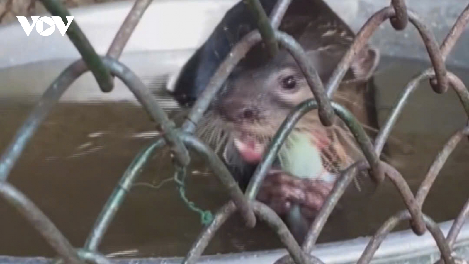 Bàn giao một cá thể rái cá quý hiếm