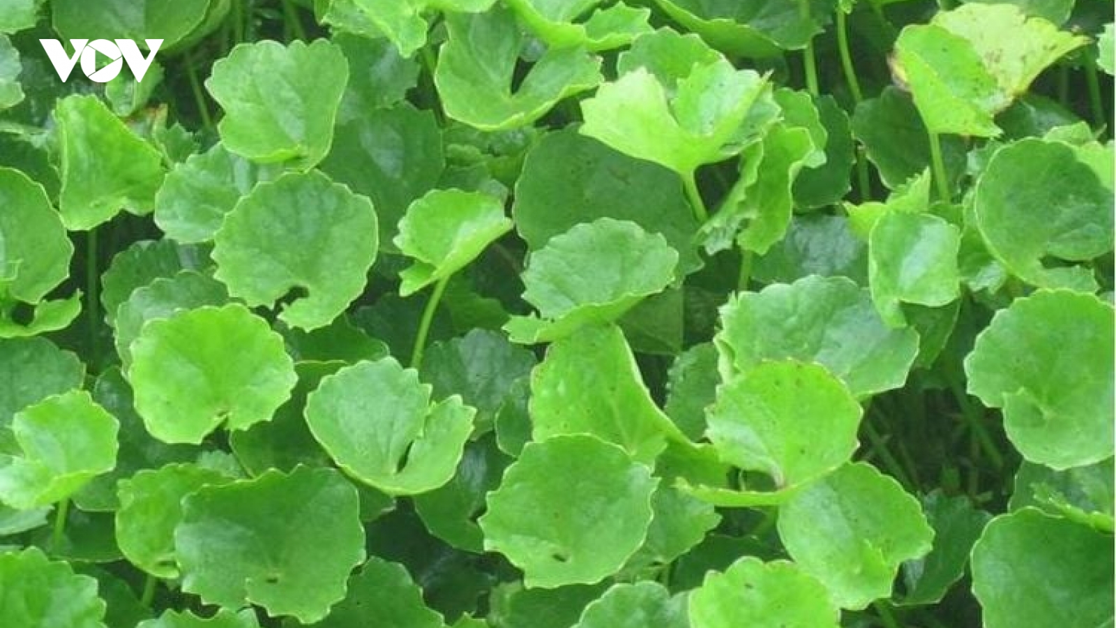Ăn rau má có thực sự giúp thanh nhiệt, giải độc?