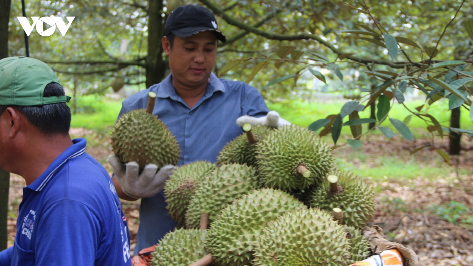 Nhà vườn vẫn có lãi dù sầu riêng rớt giá