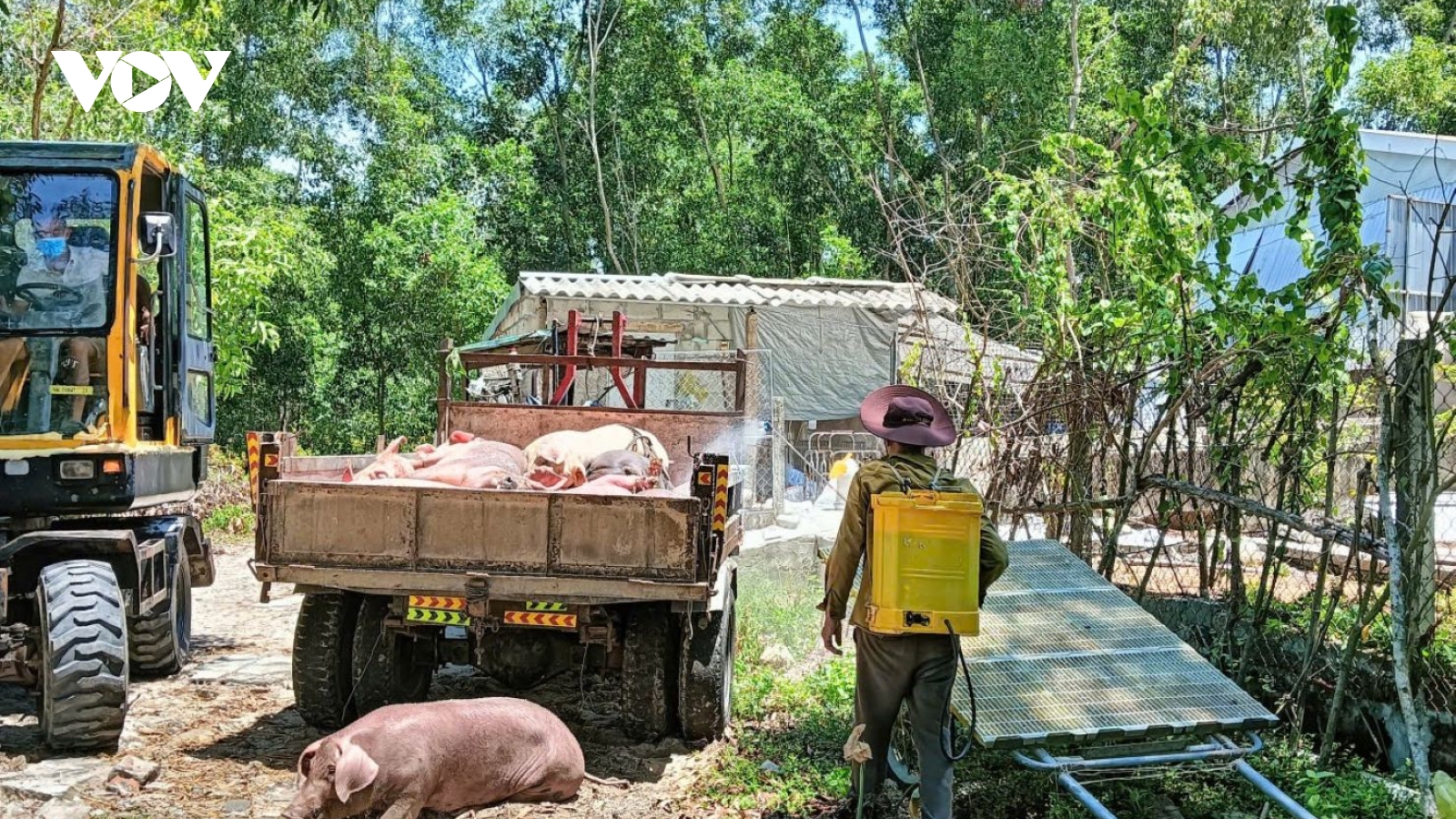 Huế: Hơn 31 tấn lợn bị tiêu hủy do dịch tả lợn châu Phi