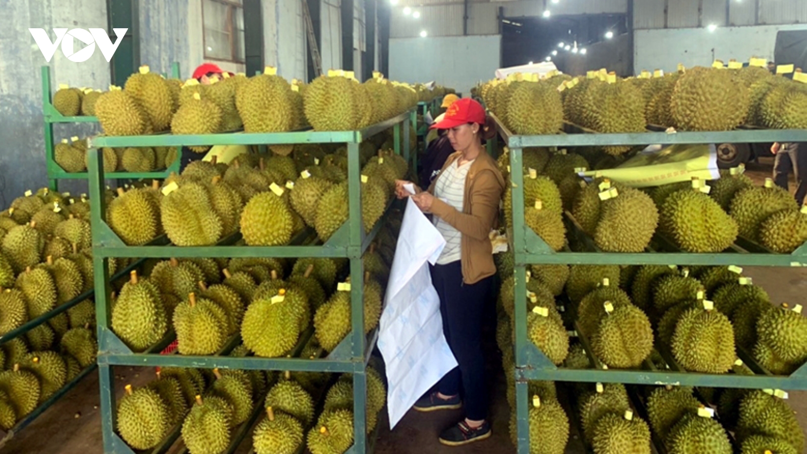 Xây dựng mã vùng thực chất - Siết chặt chuỗi giá trị cho “Vua trái cây”