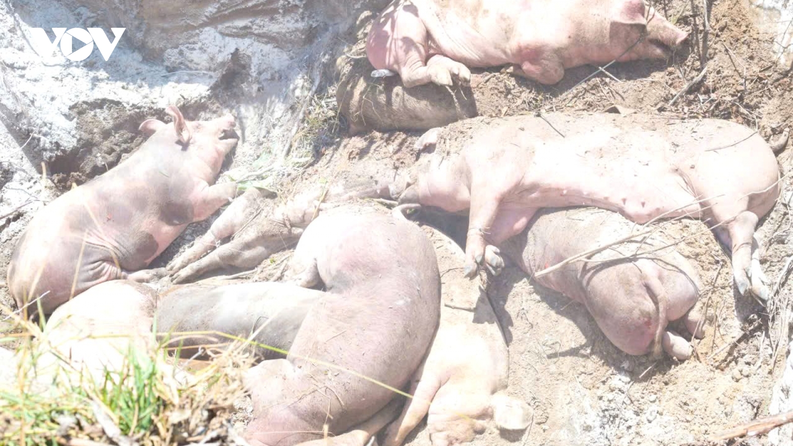 Số ca mắc liên cầu lợn ở Huế và Hưng Yên tăng, Bộ Y tế chỉ đạo khẩn