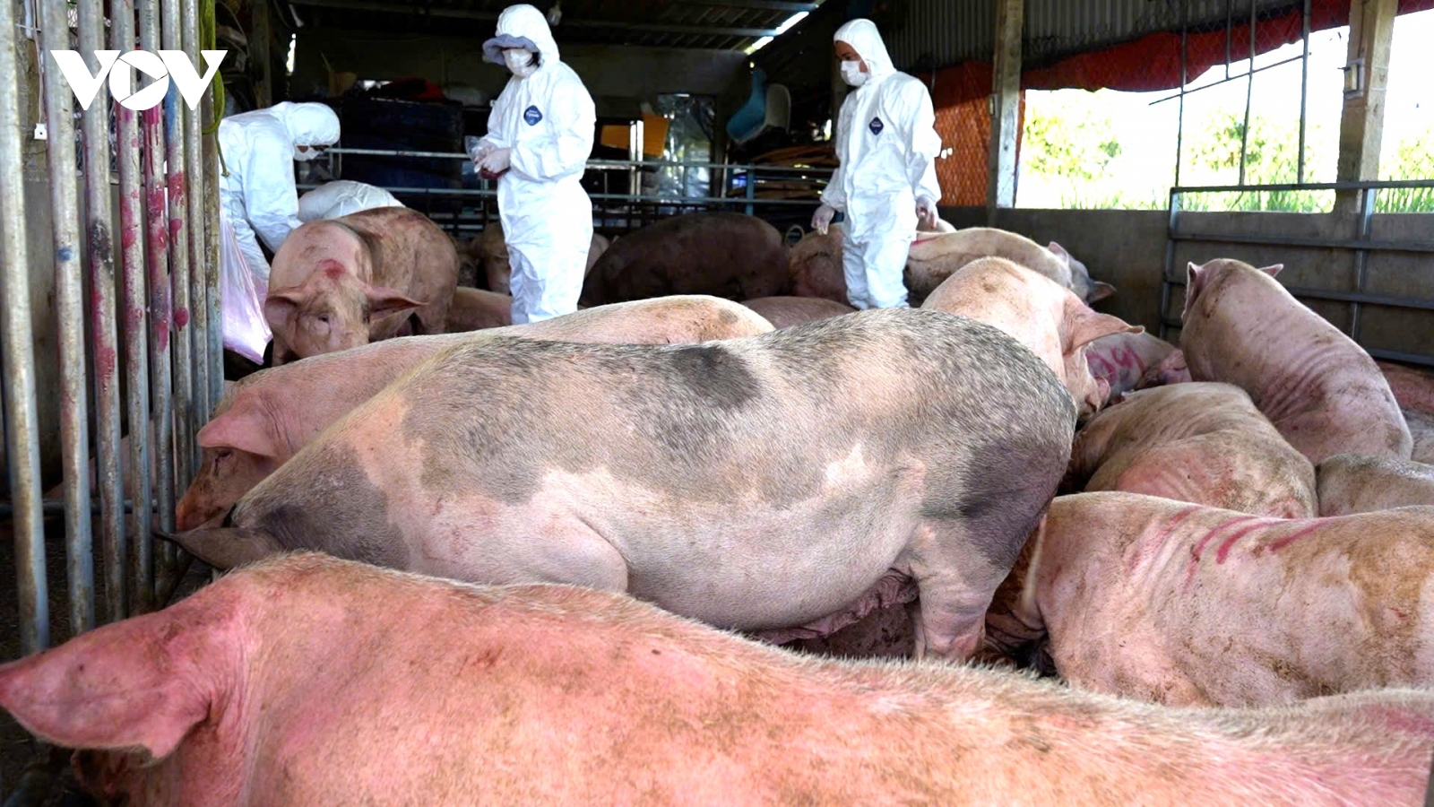 Ngành nông nghiệp Quảng Ngãi khuyến cáo không ồ ạt tái đàn heo