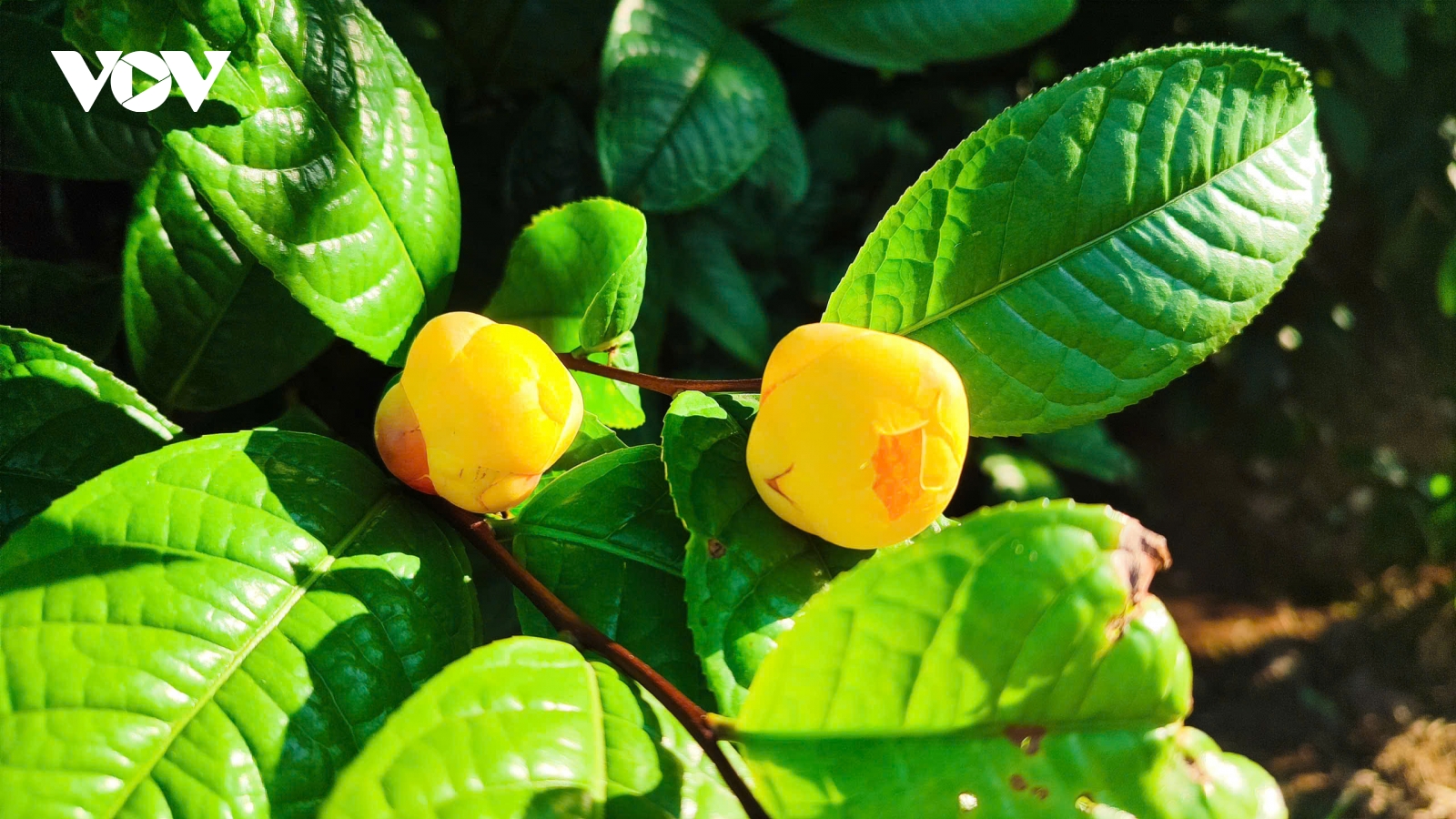 Quảng Ninh hỗ trợ doanh nghiệp, hợp tác xã đổi nhãn mác OCOP