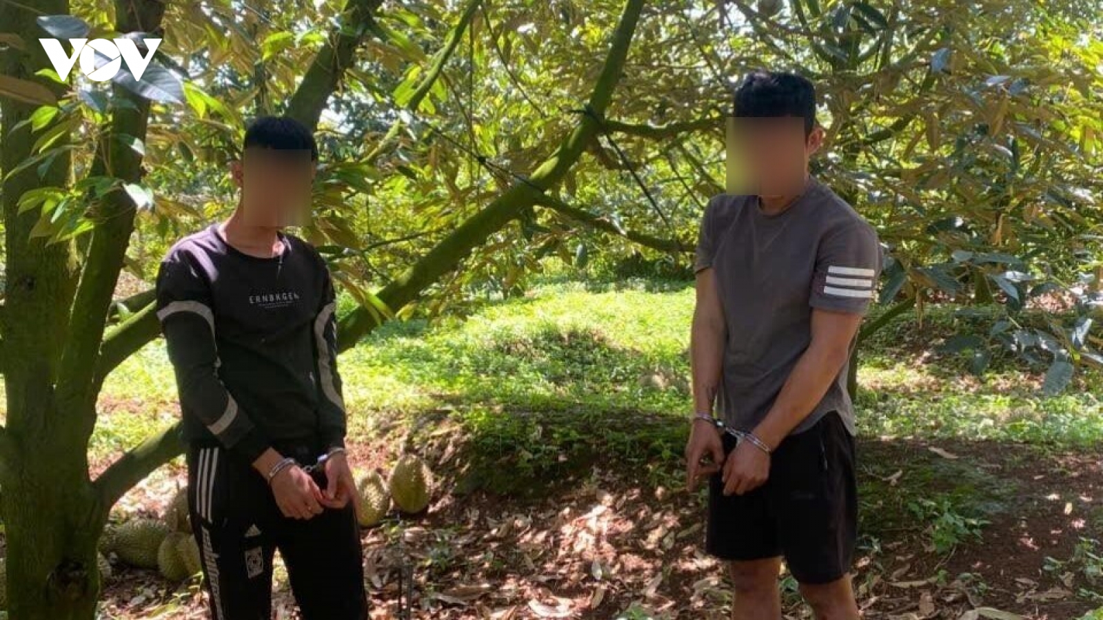 Tạm giữ 2 đối tượng ở Đồng Nai cắt trộm khoảng 3 tạ sầu riêng