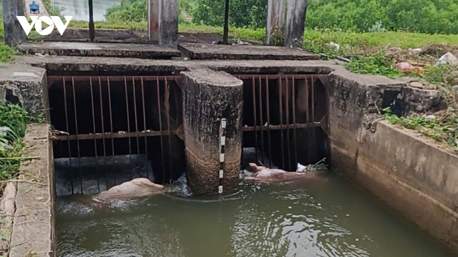 Quảng Ngãi chấn chỉnh tình trạng vứt xác lợn chết ra môi trường