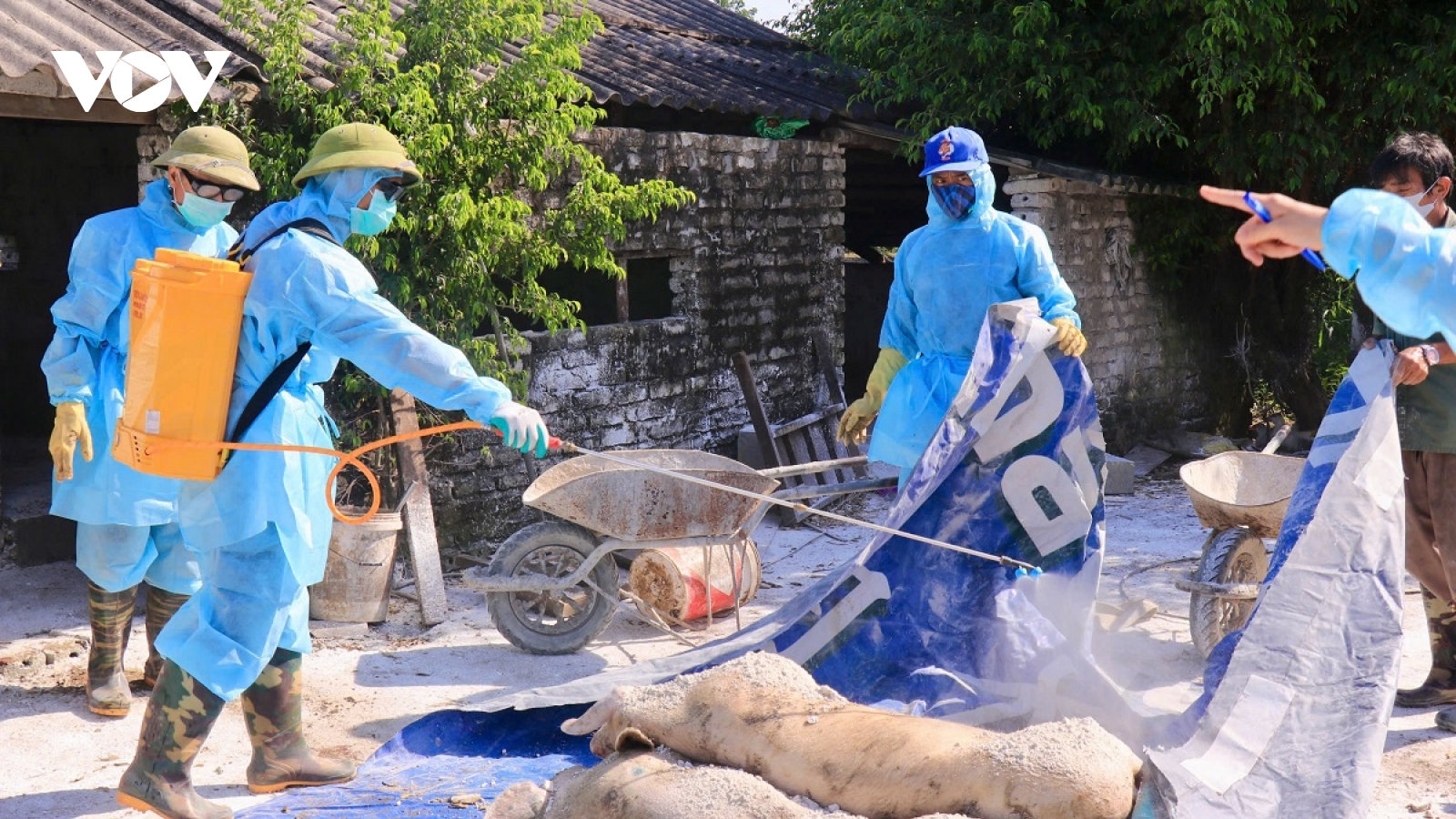 Nhận biết thịt lợn bệnh không khó, người tiêu dùng không nên hoang mang