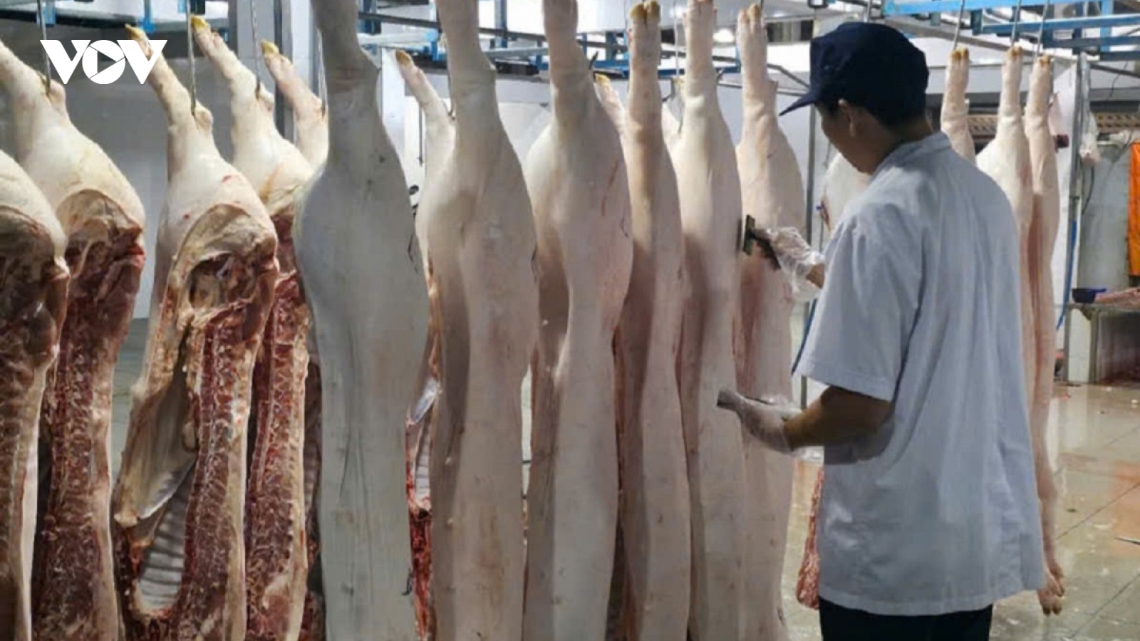 Đồng Tháp: Nguy cơ bùng phát dịch bệnh tả châu Phi, ý thức của người dân còn kém