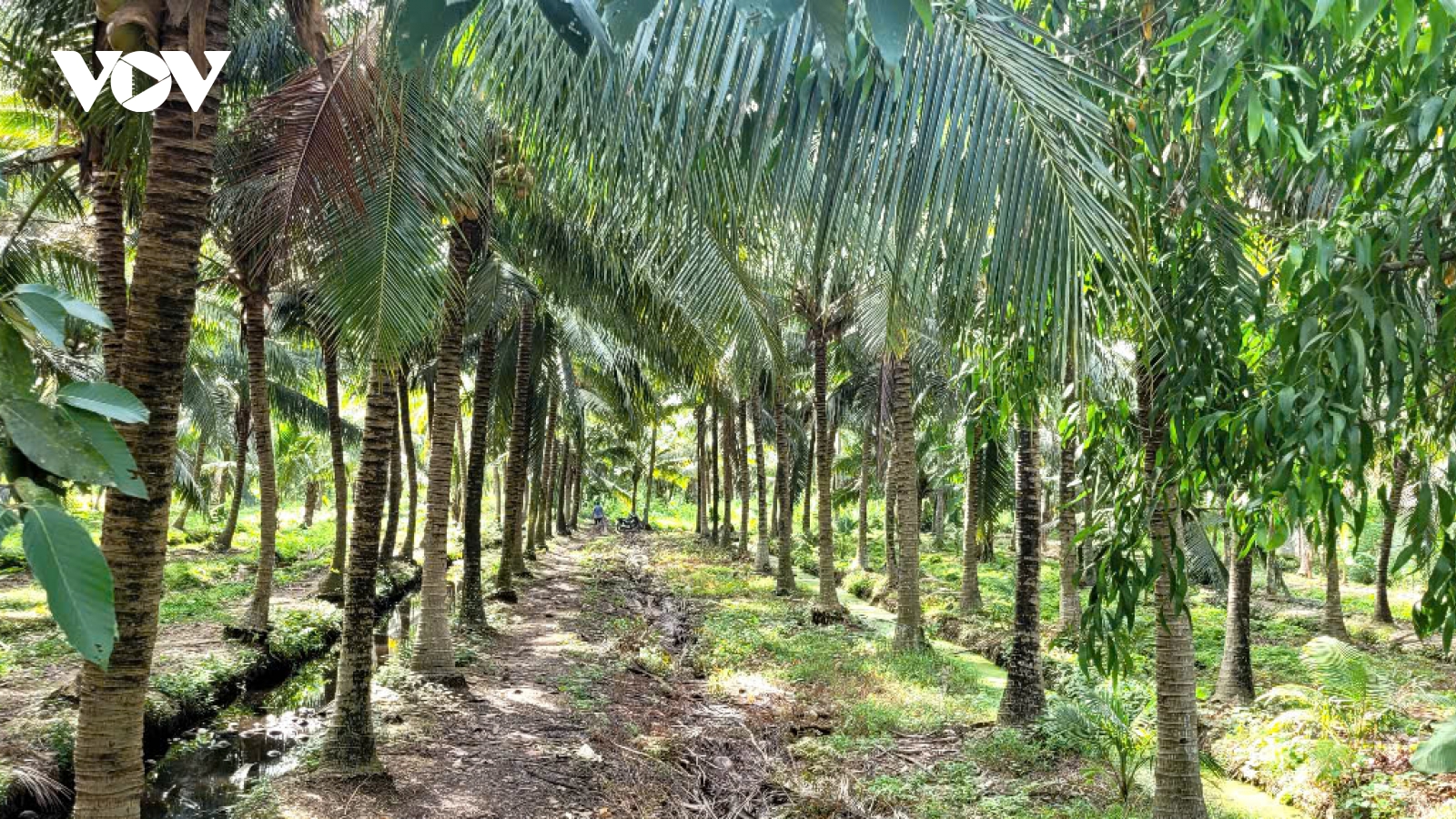 Trái dừa khô ở Vĩnh Long duy trì ở mức giá cao, nhà vườn phấn khởi