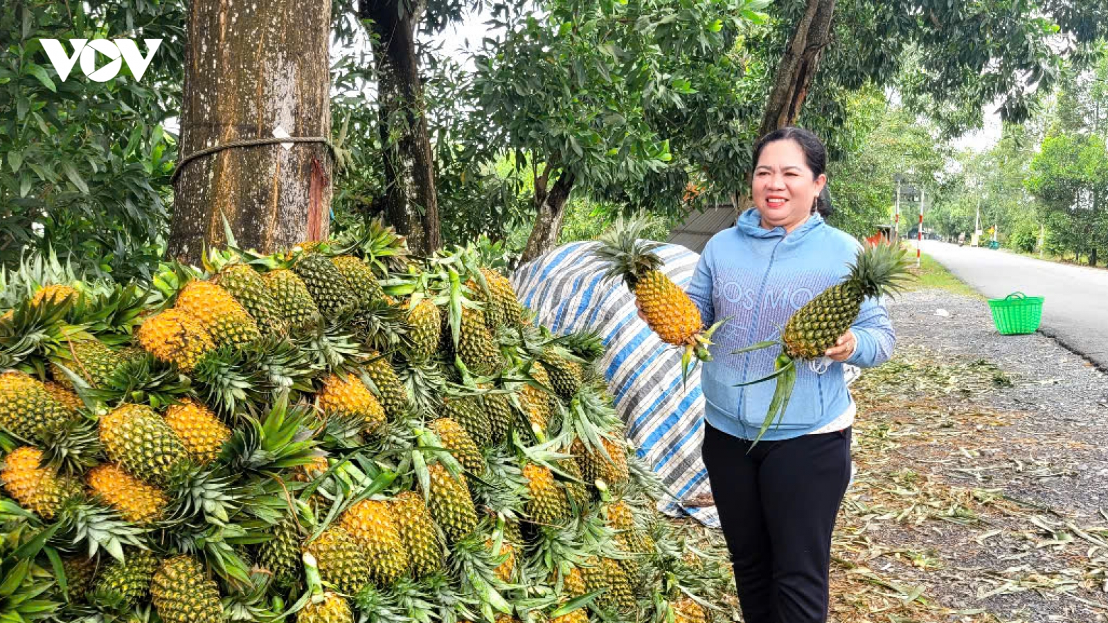 Trồng khóm thương phẩm, nhiều nông dân Đồng Tháp trở thành "tỷ phú đất phèn"